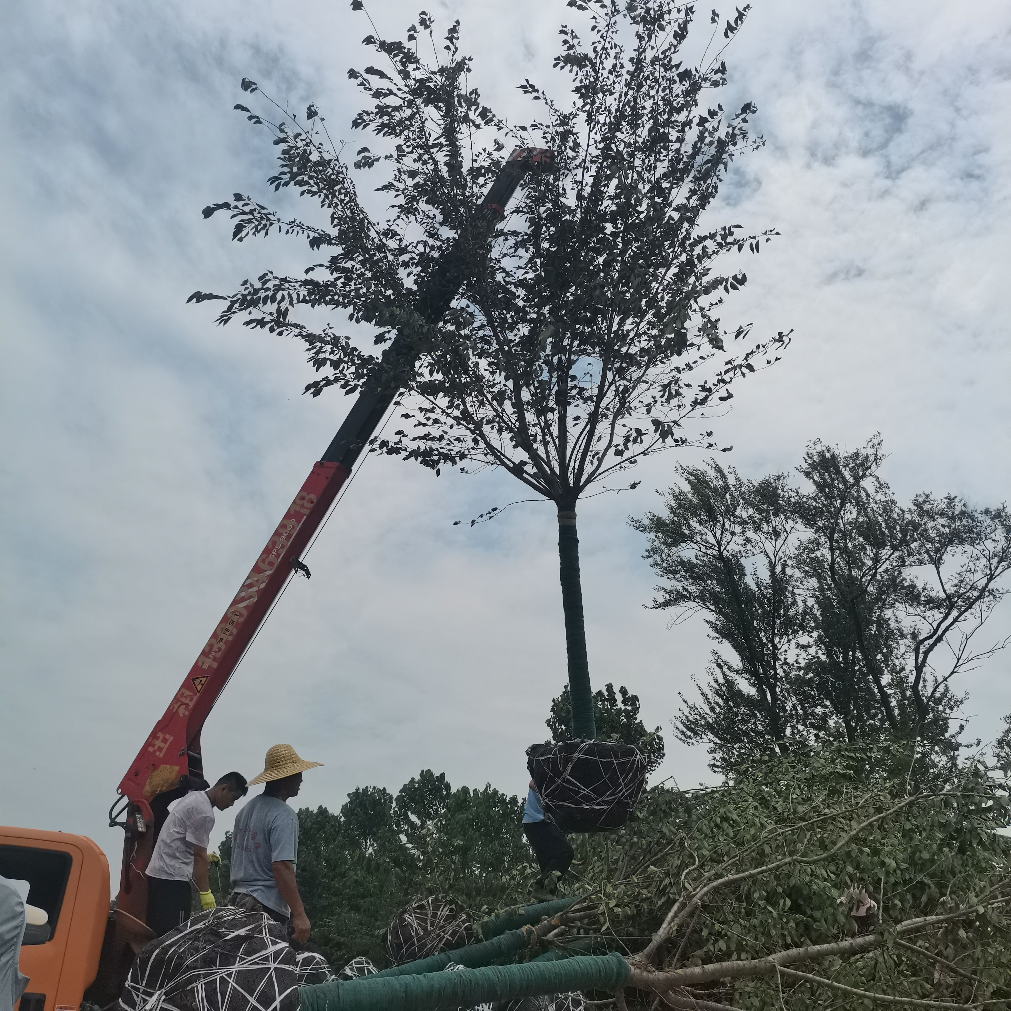 供应大规格樱花树，日本晚樱，早樱，染井吉阳光樱