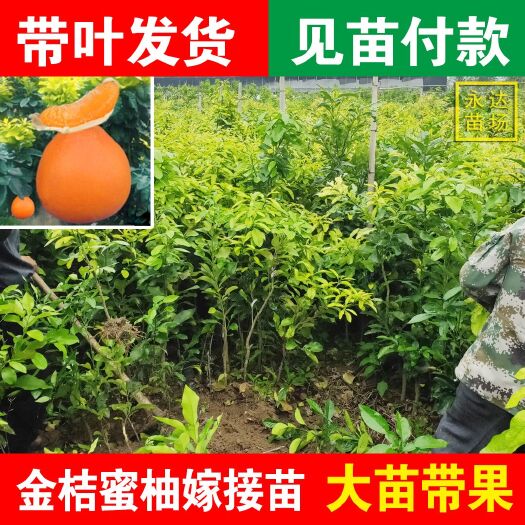 平和县正宗黄金蜜柚苗，黄心肉柚子苗，金桔蜜柚苗，黄金柚苗，产地直销