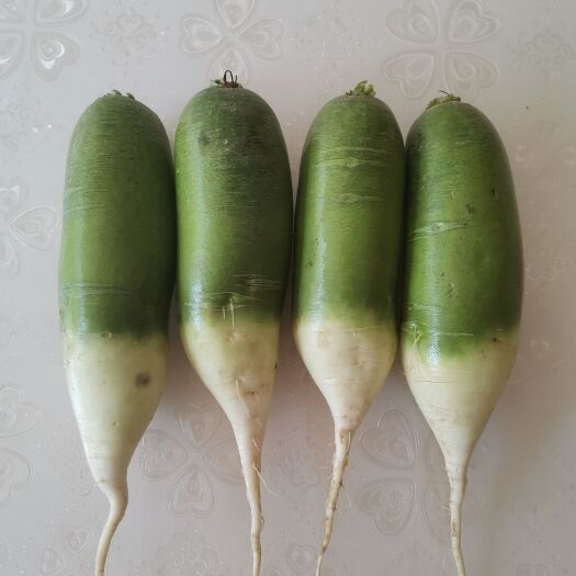 张掖 青萝卜 青皮萝卜大量供应出售，价格便宜。量大质优，全国发货。