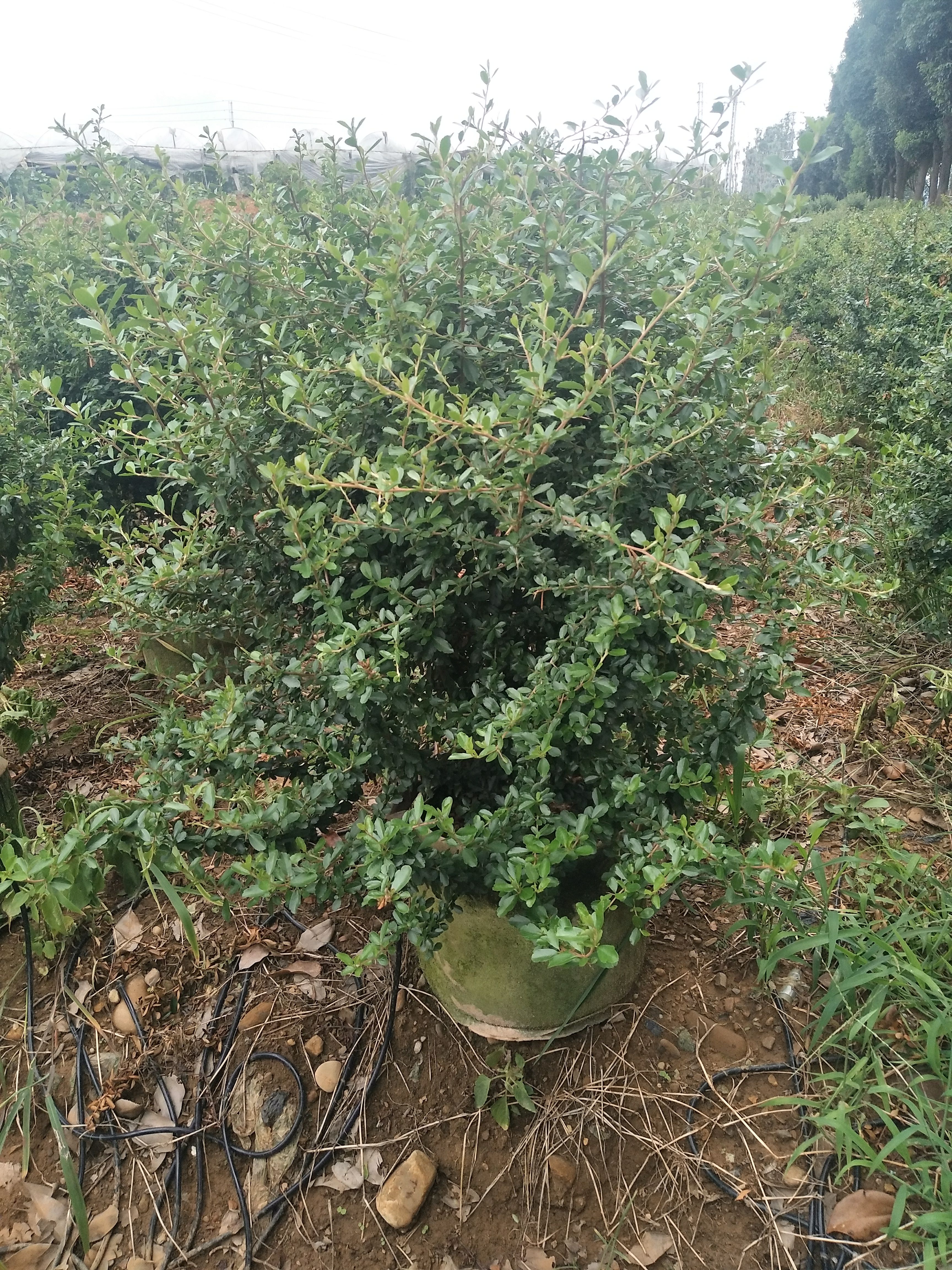 火棘盆栽 火棘球