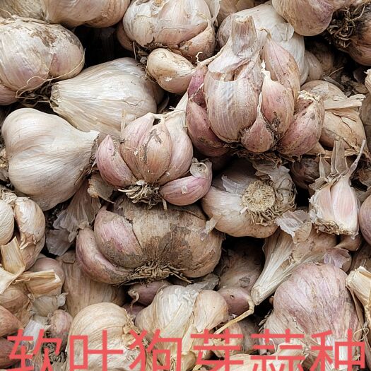 彭州市大蒜  四川大蒜软叶狗芽蒜。不出苔的软叶大蒜