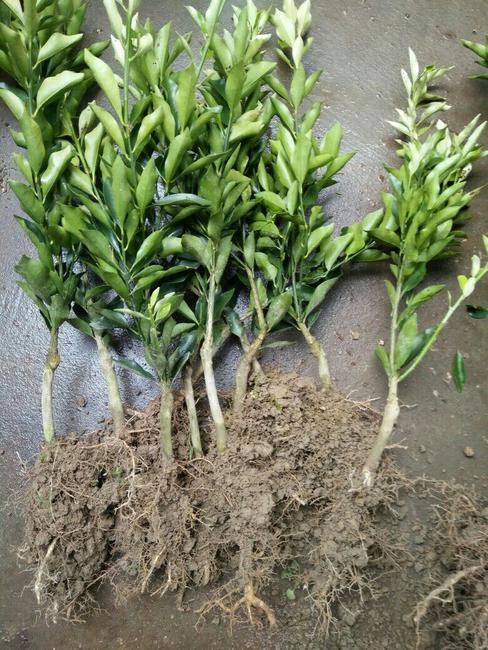 卡拉卡拉红肉脐橙苗  卡拉卡拉红橙苗脐橙苗，纽荷尔脐橙苗，伦