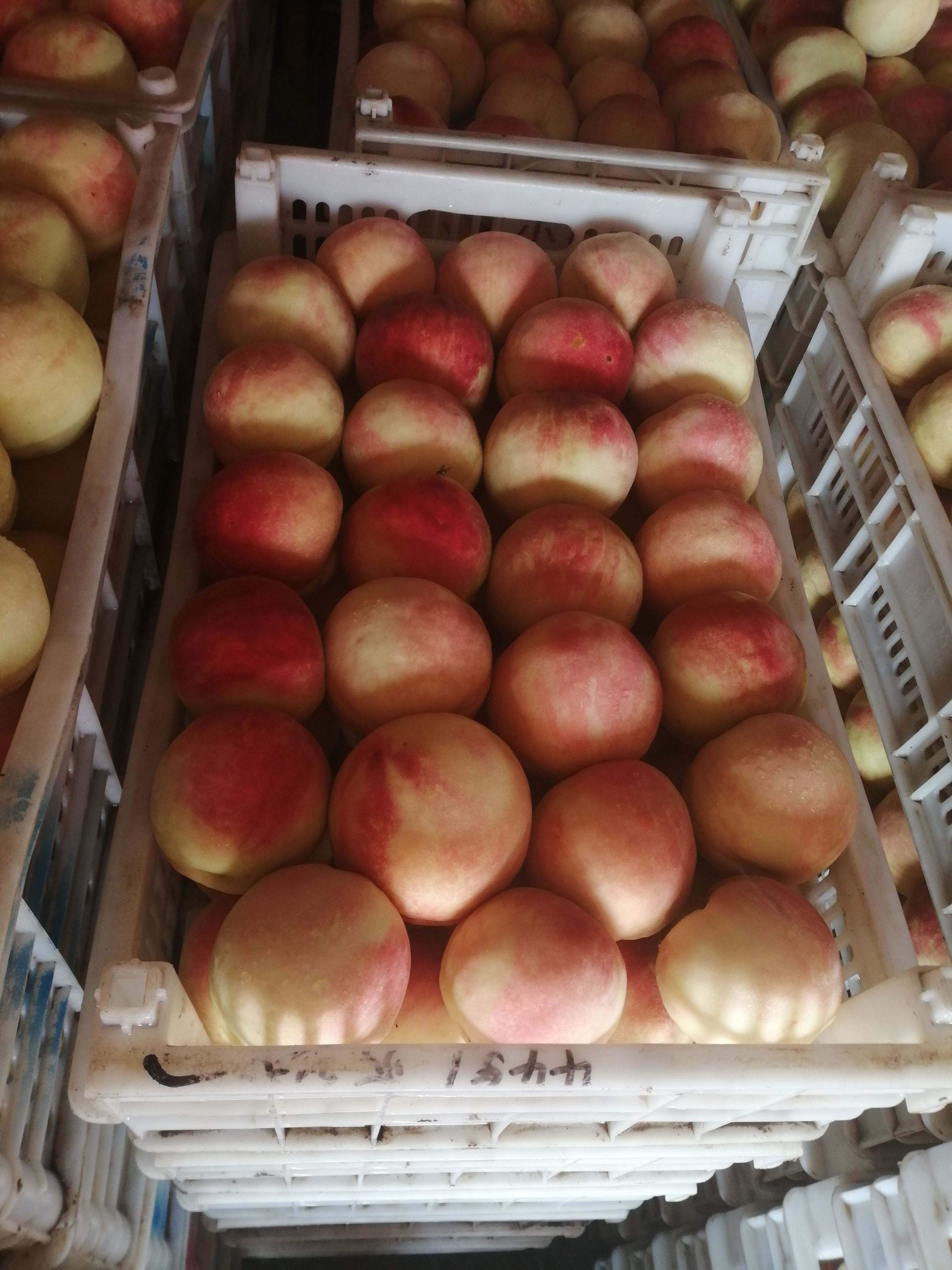 永莲蜜桃大量上市了