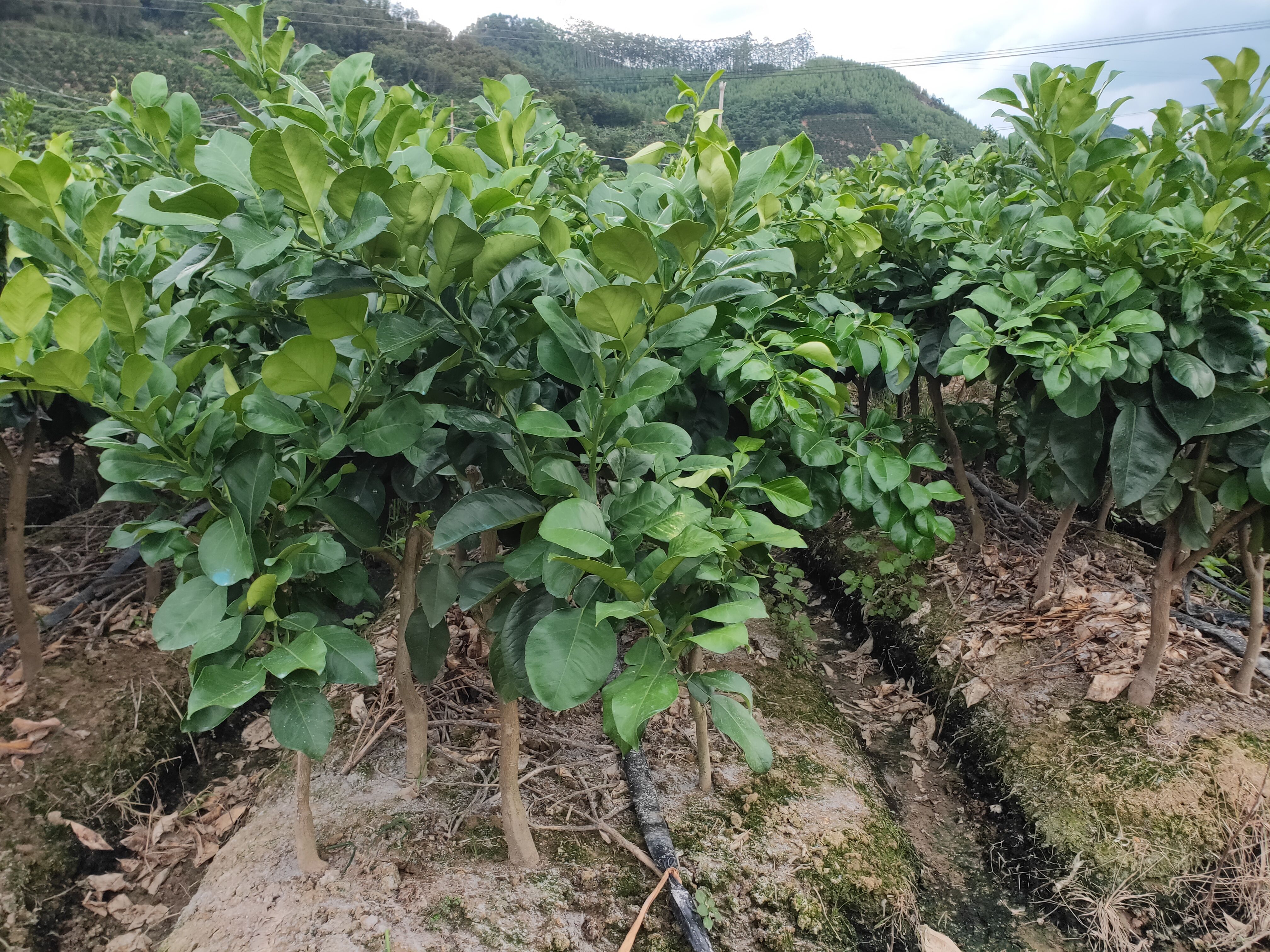 暹罗柚苗  泰国暹罗红柚苗，基地直销，批发出售，泰国红柚苗