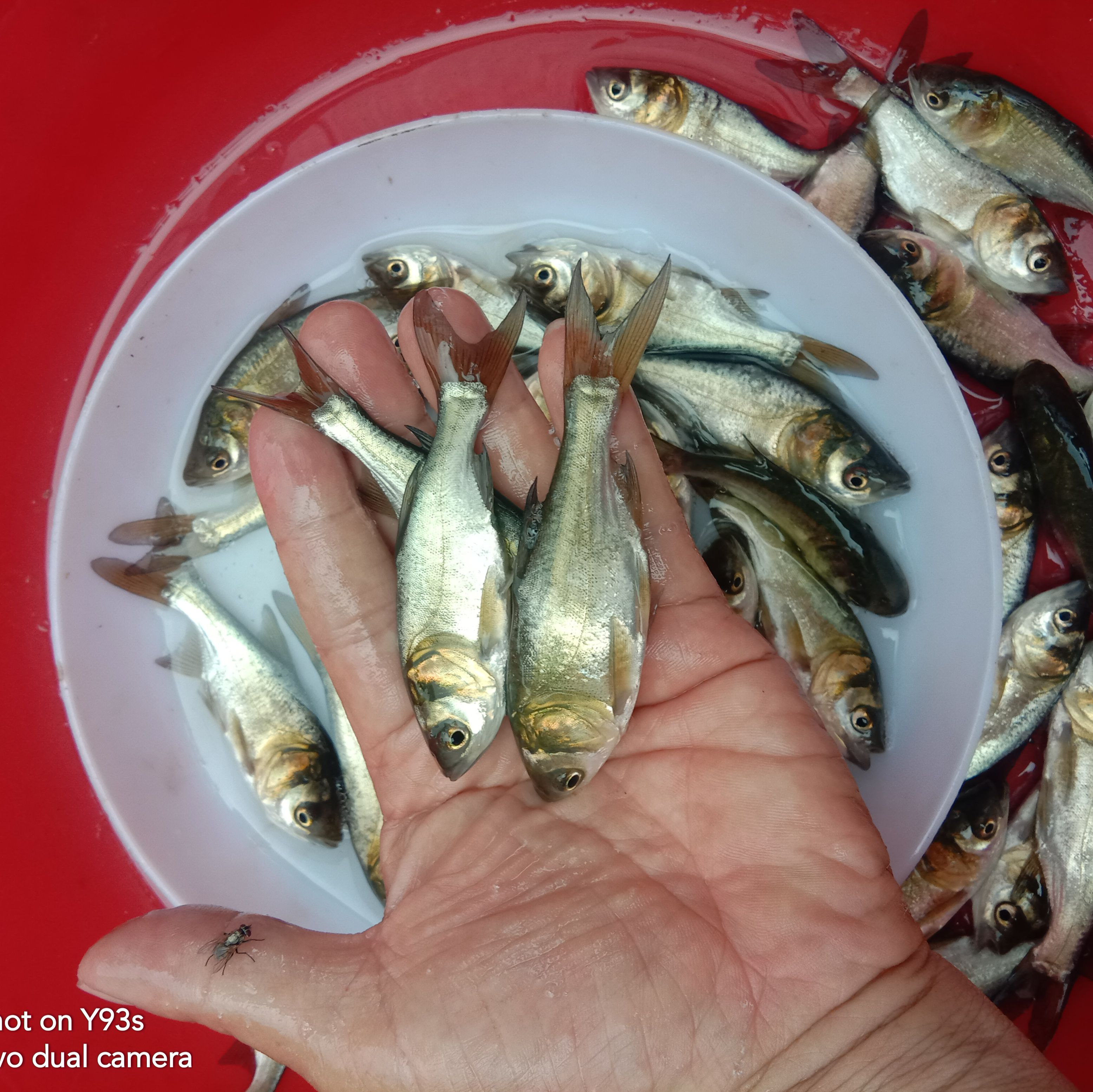 大头鱼鱼苗  大头鱼苗:鳙鱼、花鲢鱼，食物是水中大量生长浮游