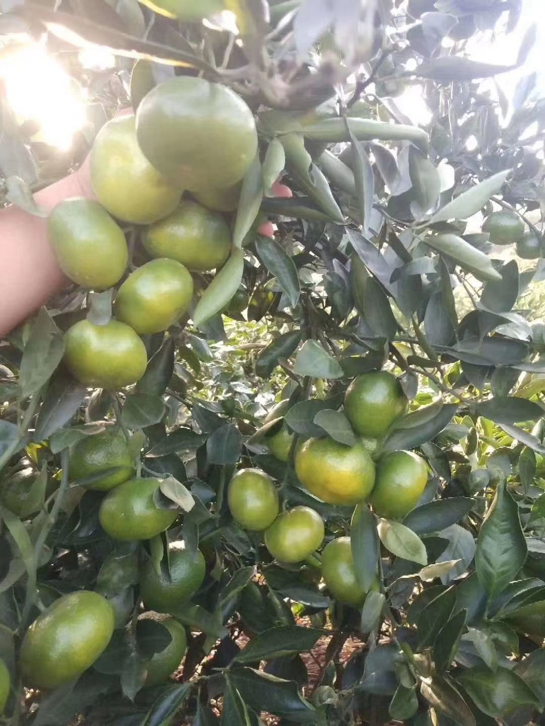 柑桔  早熟蜜橘