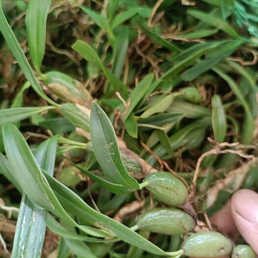 维西县石橄榄 双叶小果