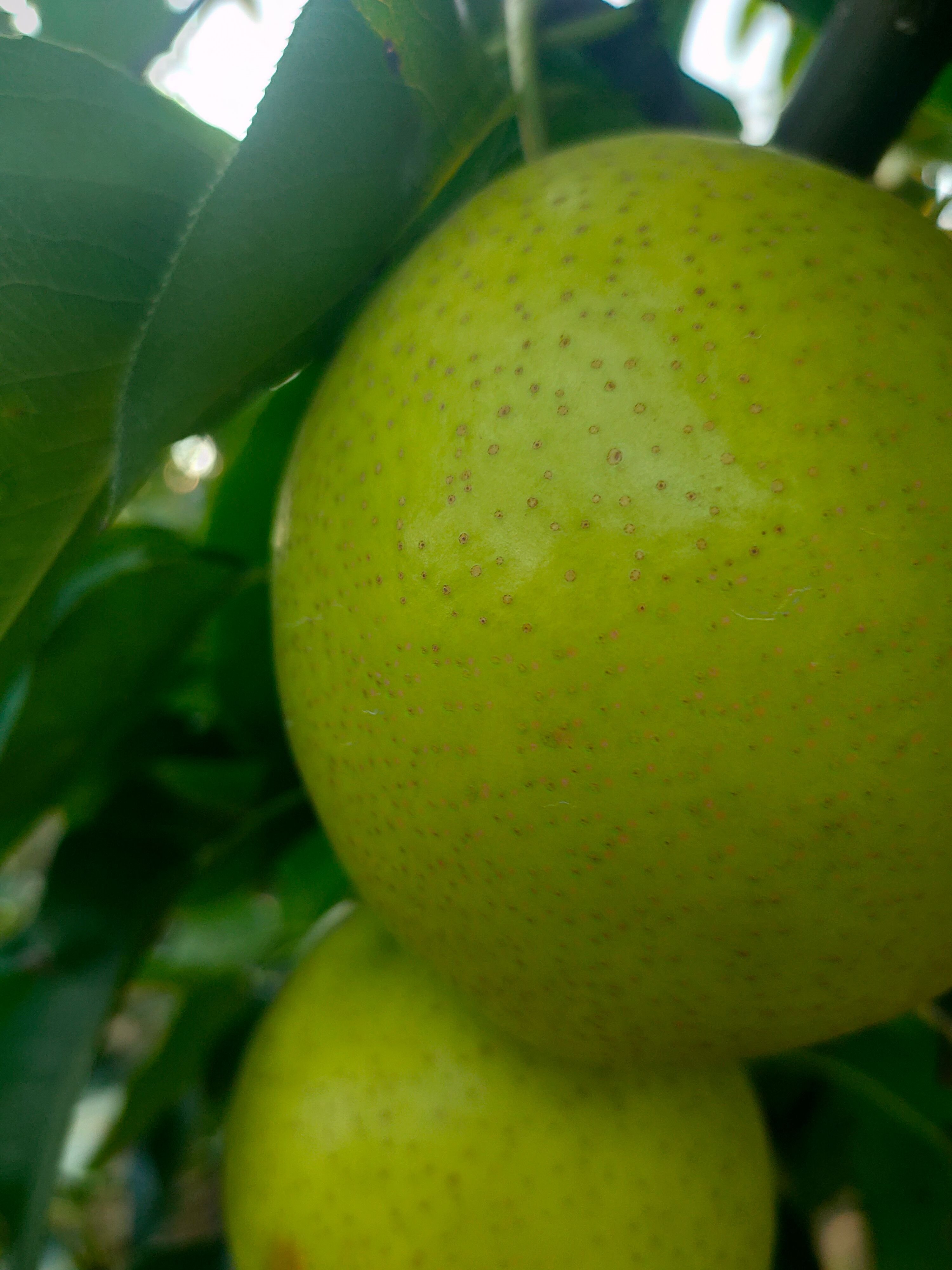  皇冠梨酥脆皮薄肉厚无渣