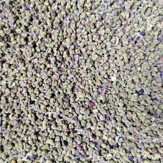 阳新县吴茱萸  茱萸