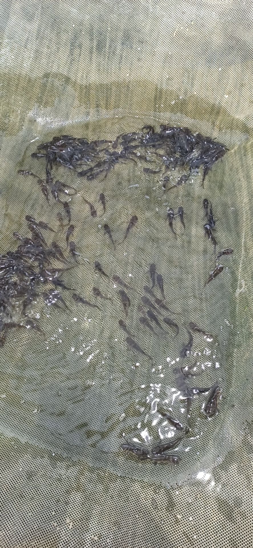 黄骨鱼苗  黄辣丁