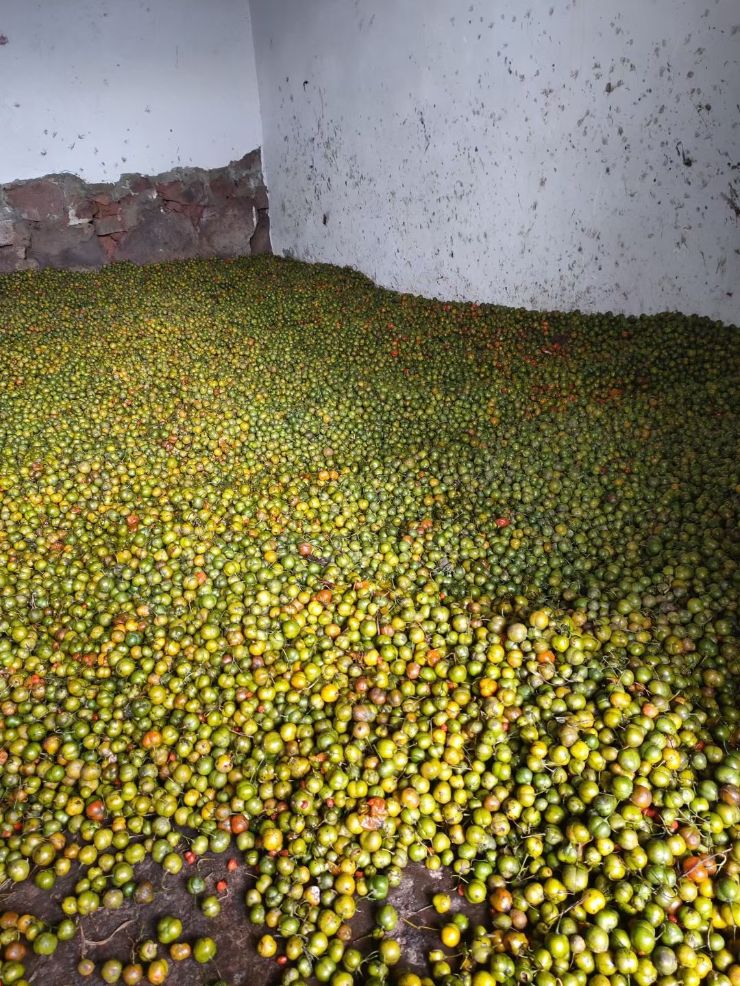 优质滇黄精种子现摘现发提供种植技术上门考察学习全国包邮