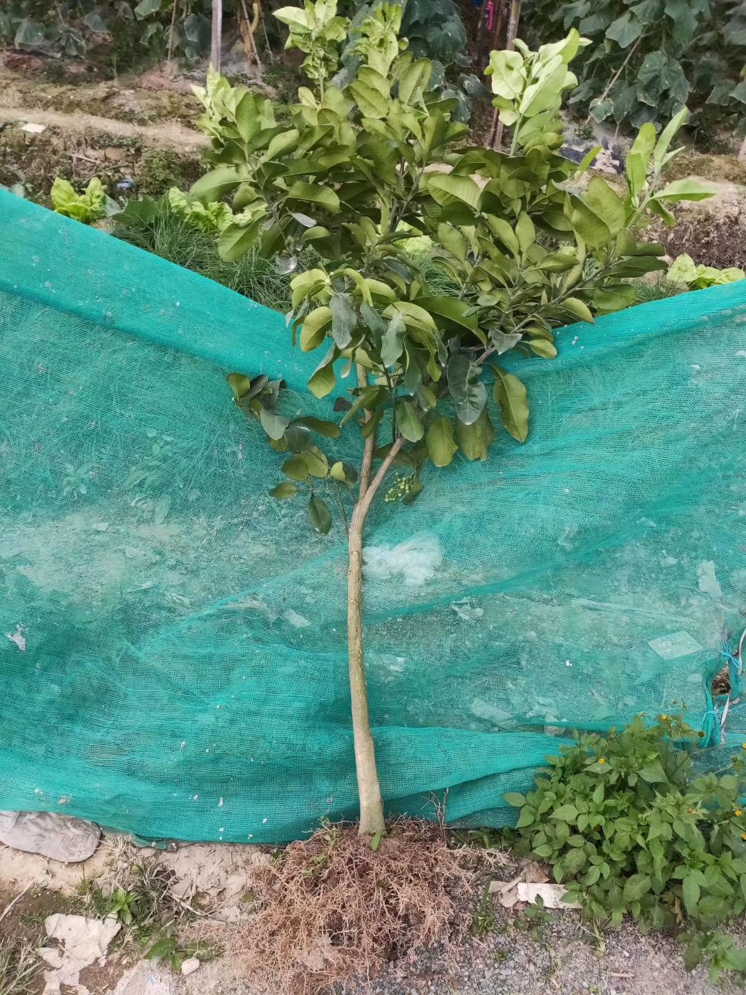 平和县三红蜜柚苗，蜜柚苗，红心蜜柚苗，柚子苗