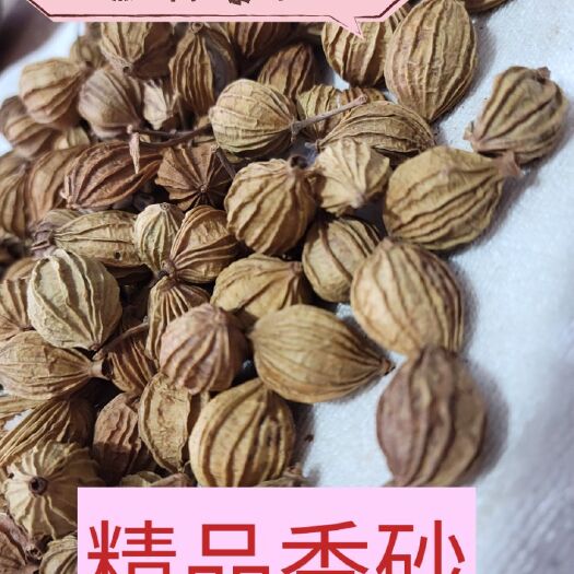 亳州香砂 香砂果 产地直销，干度好 含量高 诚信经营，假一赔十