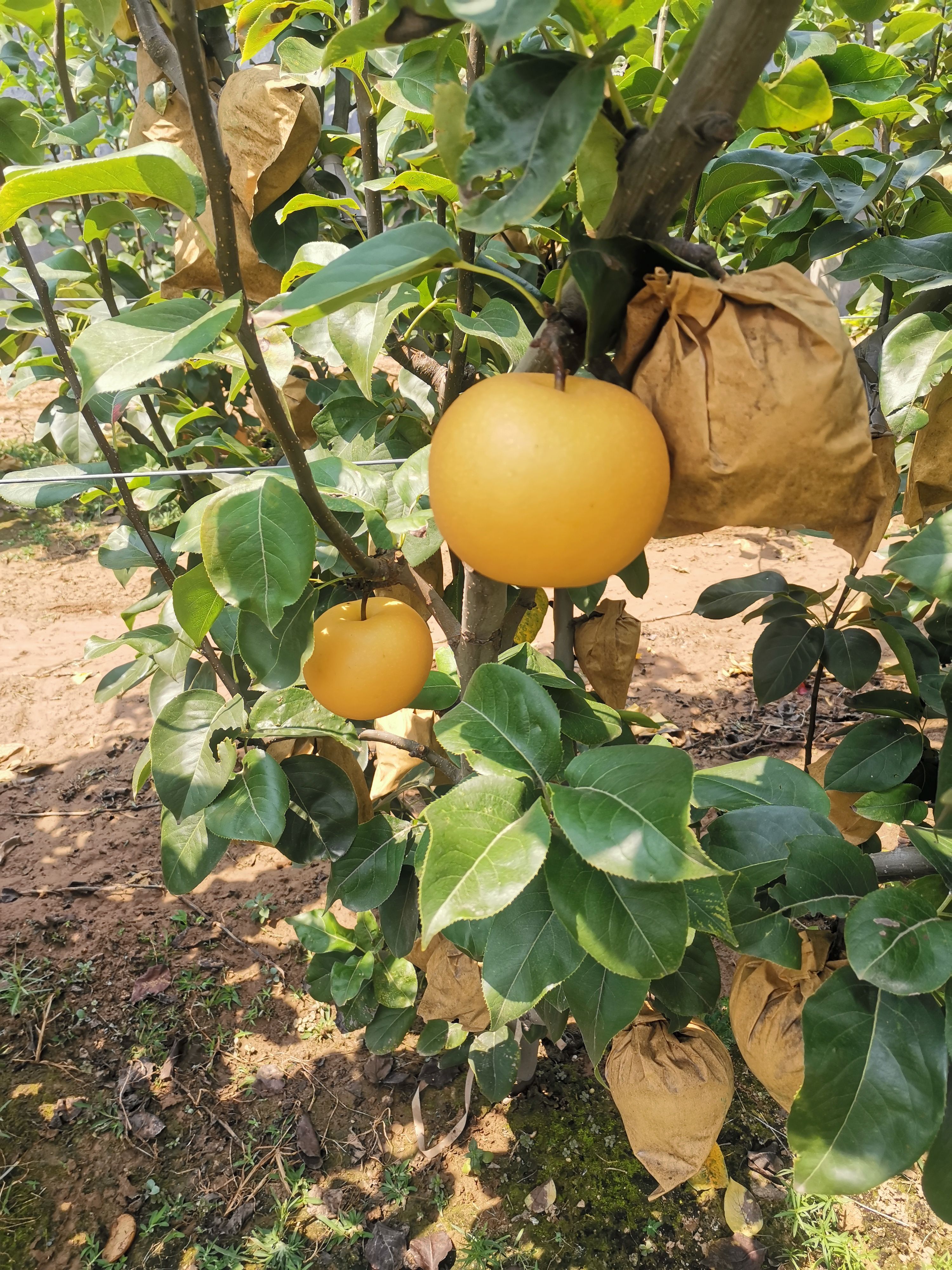  秋月梨 丰水梨 大量供应 产地直供 支持一件代发