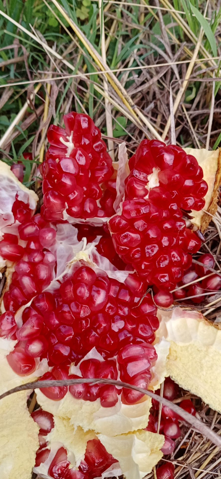  会理软籽石榴正当季水果​界的王者！补水效果不​是盖的