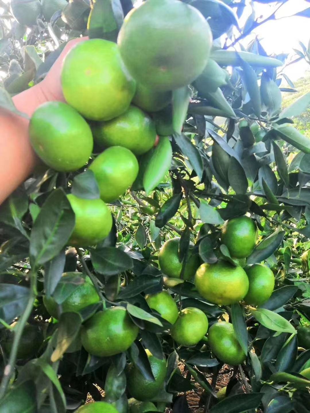 柑桔  早熟蜜橘