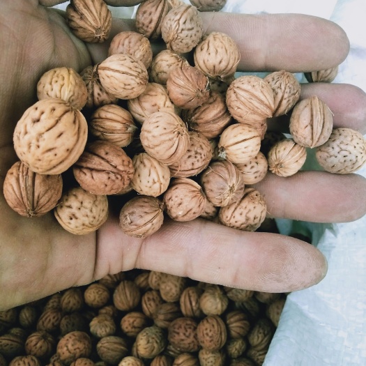 核桃  山桃核，桃核，毛桃核当年新货