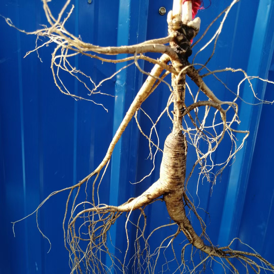 山参  林下参，大片林下参19年，桓仁林下参大量供应