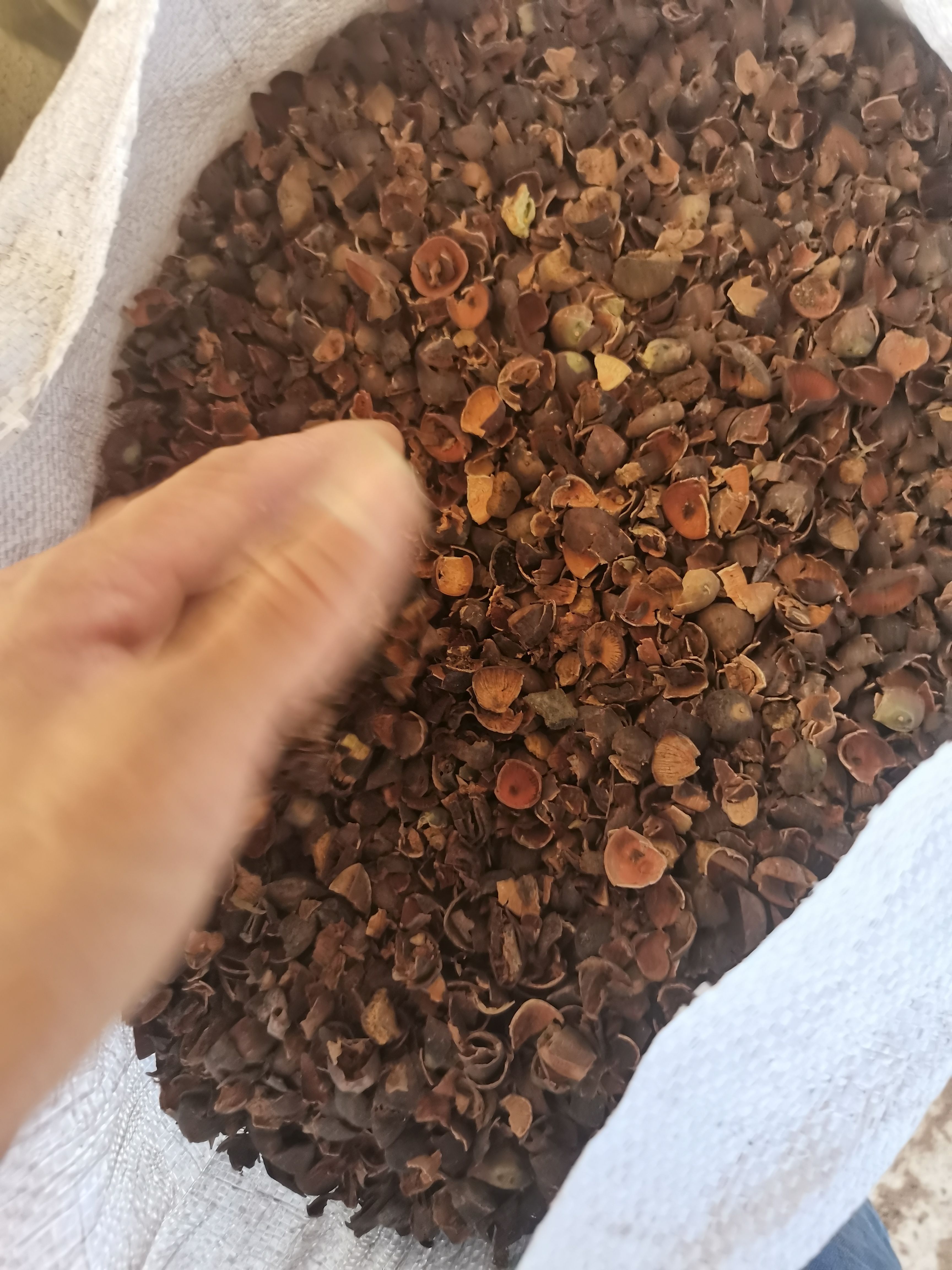 莲子壳 莲壳