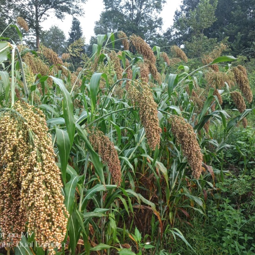 务川县 红缨子糯高梁，有机种植