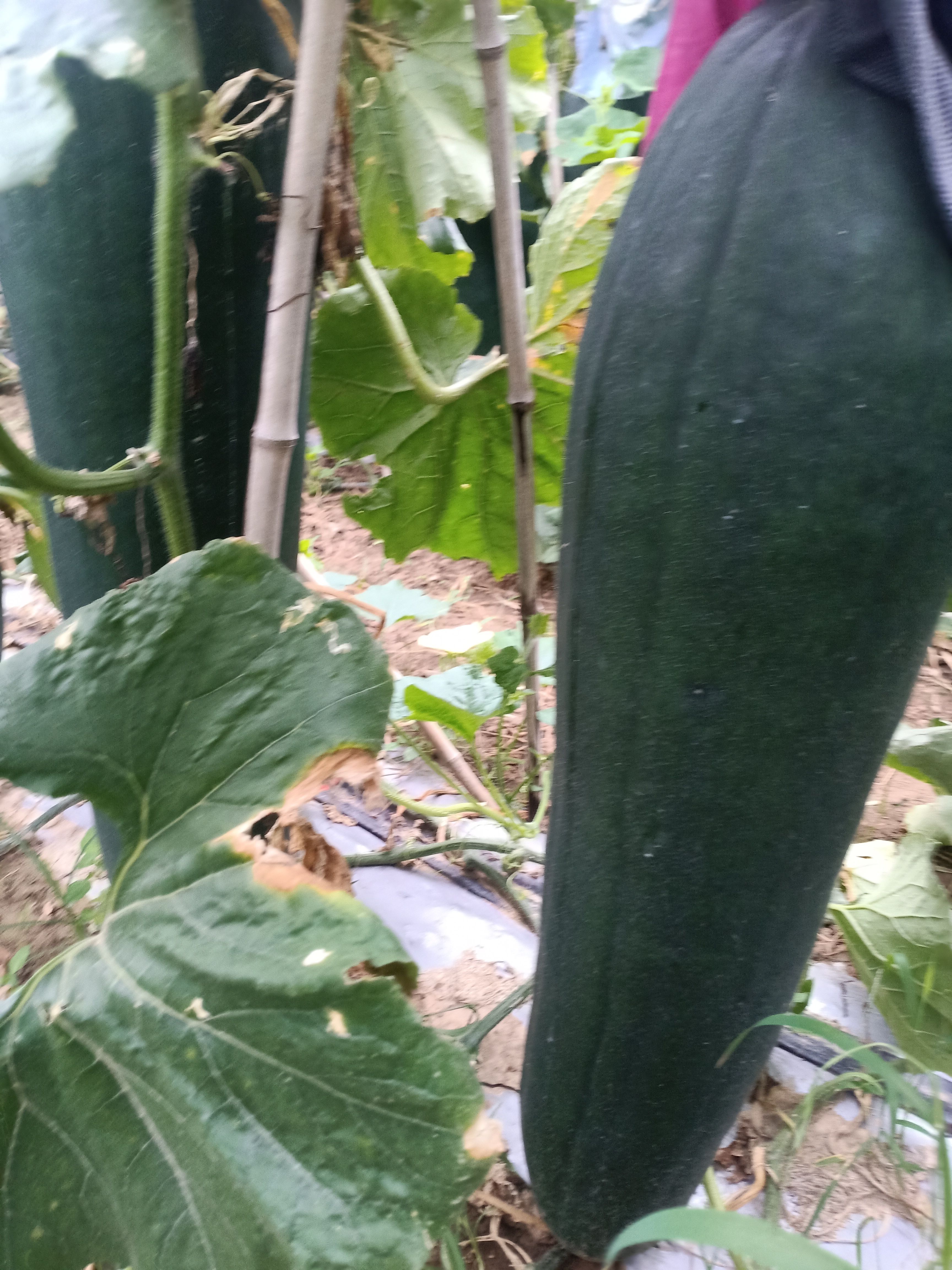 黑皮冬瓜 黑皮吊冬瓜正在上市，有需要的联系我谢谢。