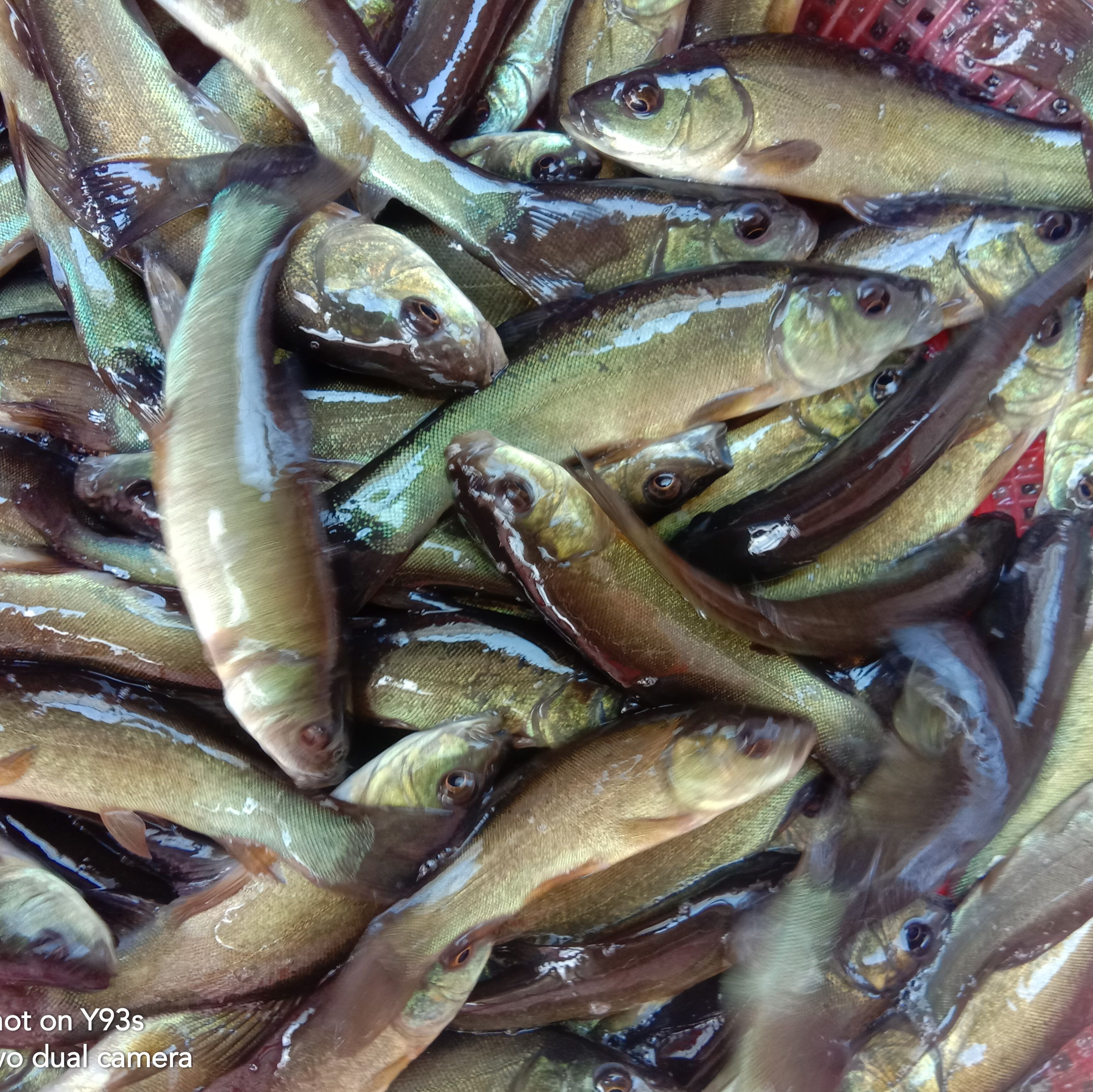 丁桂鱼苗，好养人工饲养且肉质好！