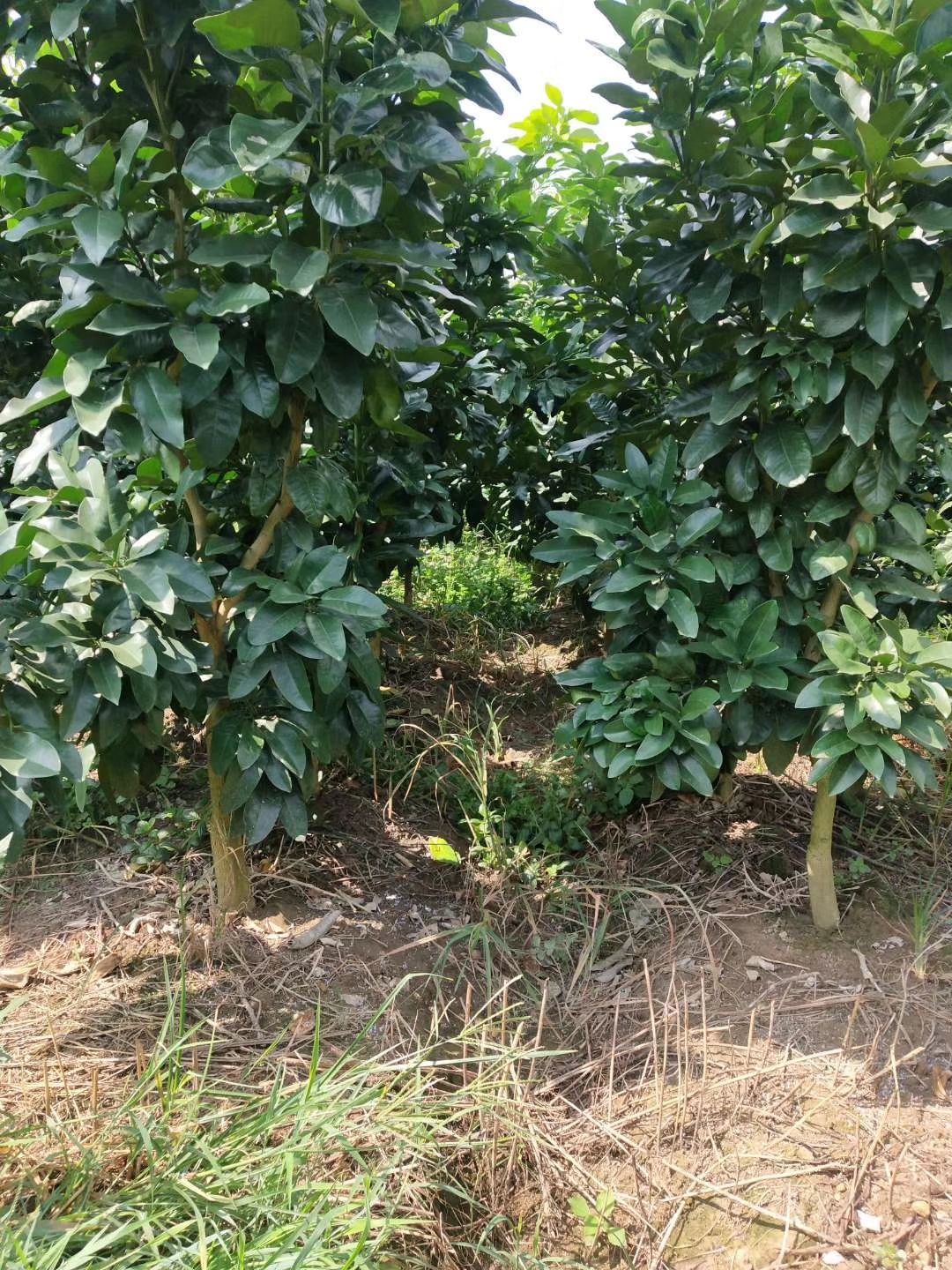 红心柚苗  带土球红肉蜜柚苗挂果苗，红肉红心柚子苗挂果树苗，