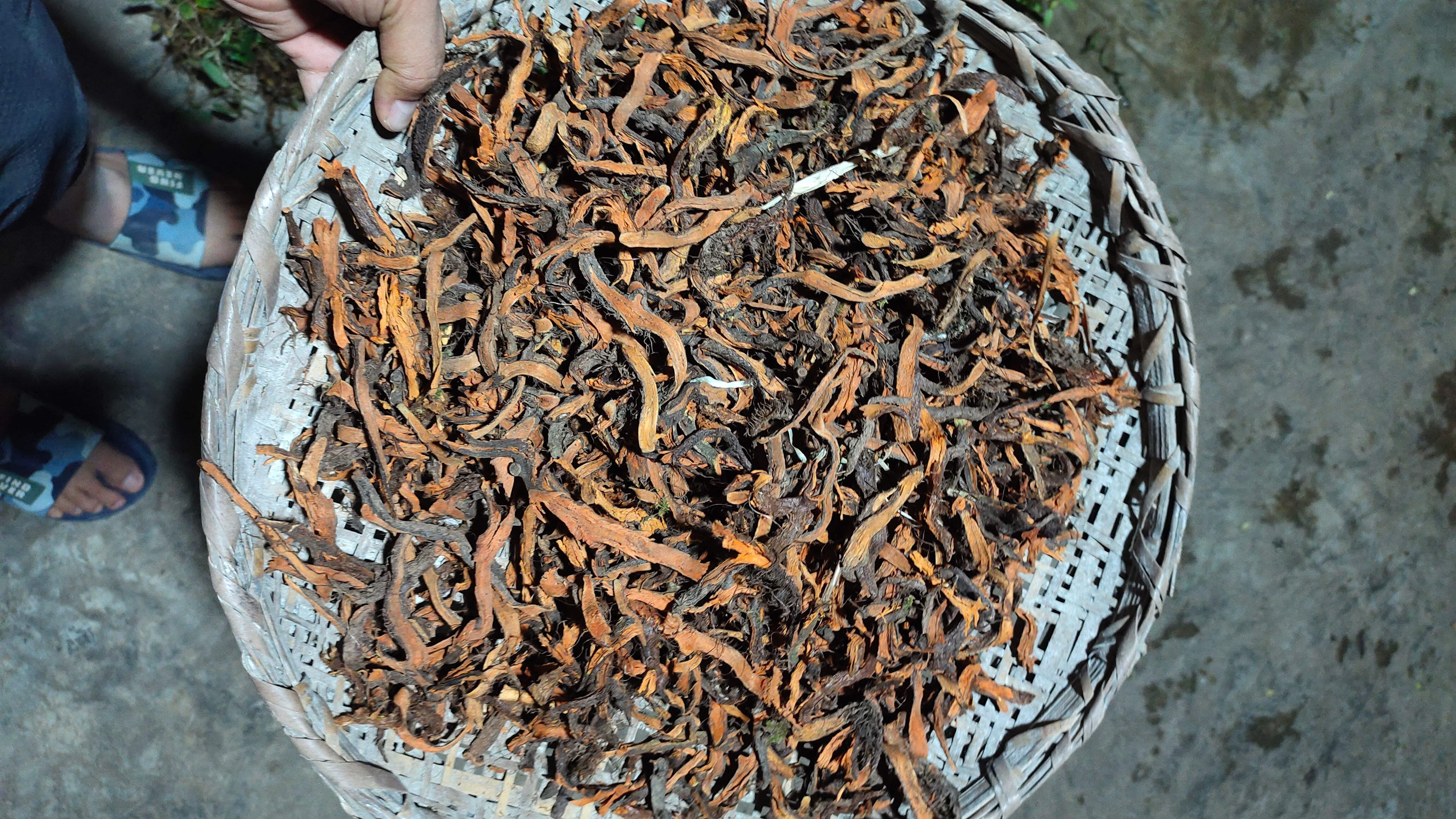 骨碎补采自深山老林骨碎补自然晒干无硫，自然干度高，干度足。