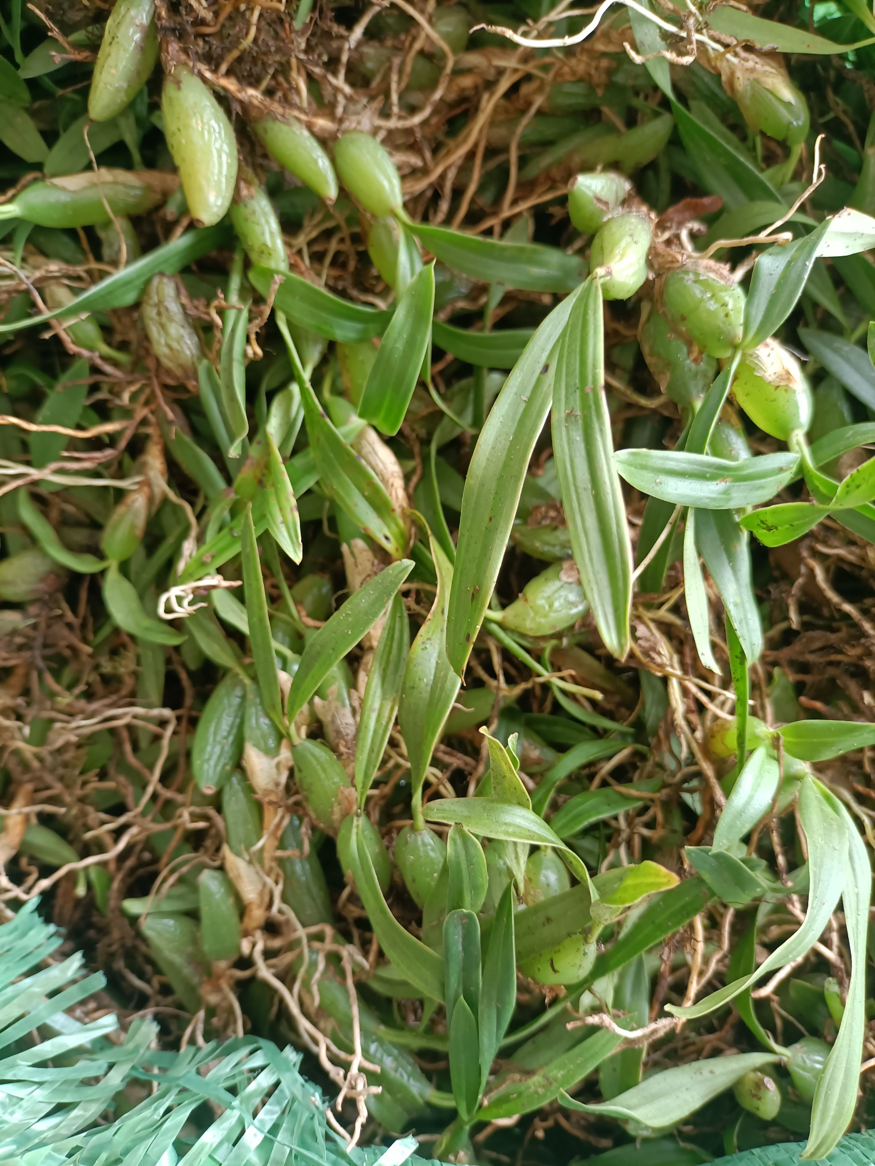 石橄榄 双叶小果