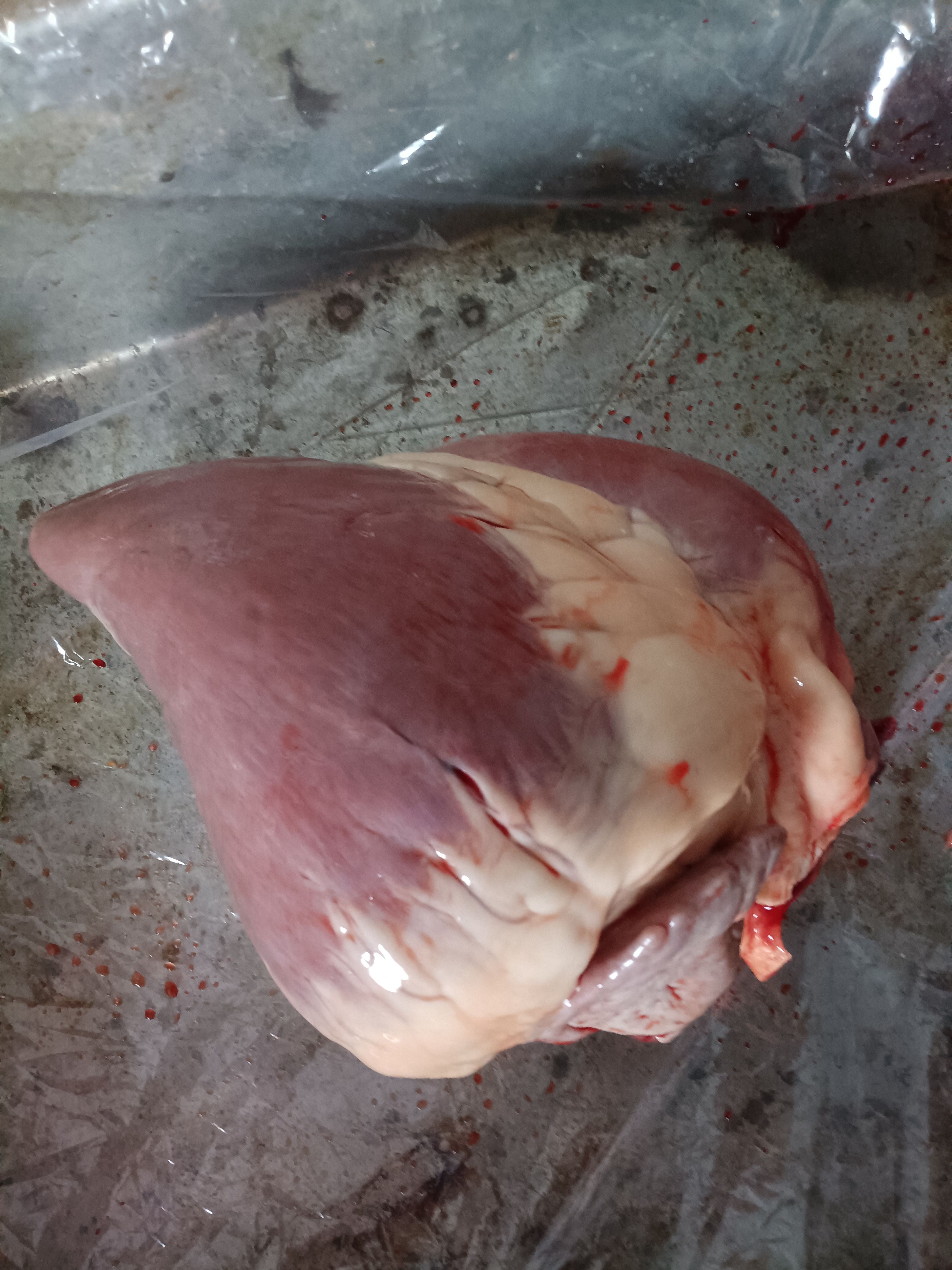  新鲜驴心@驴心现宰干净颜色质量好@鲜驴心山东基地直供