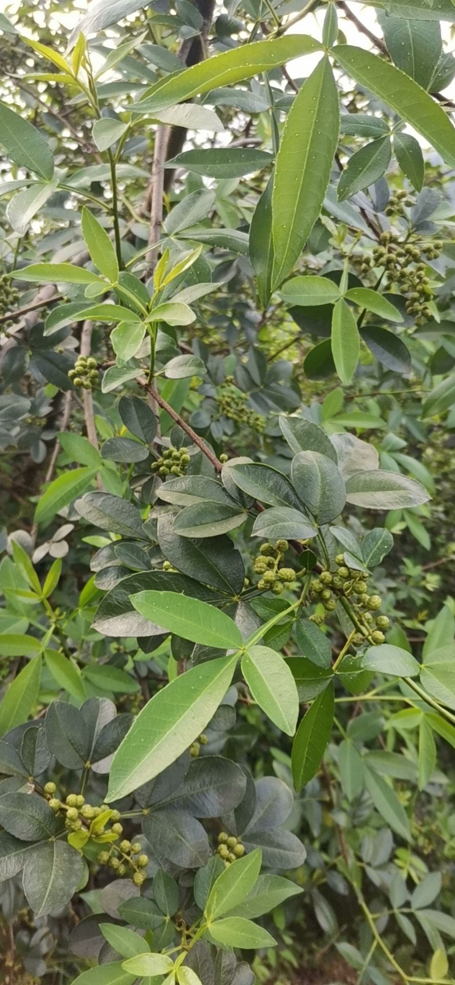 大凉山雷波青花椒