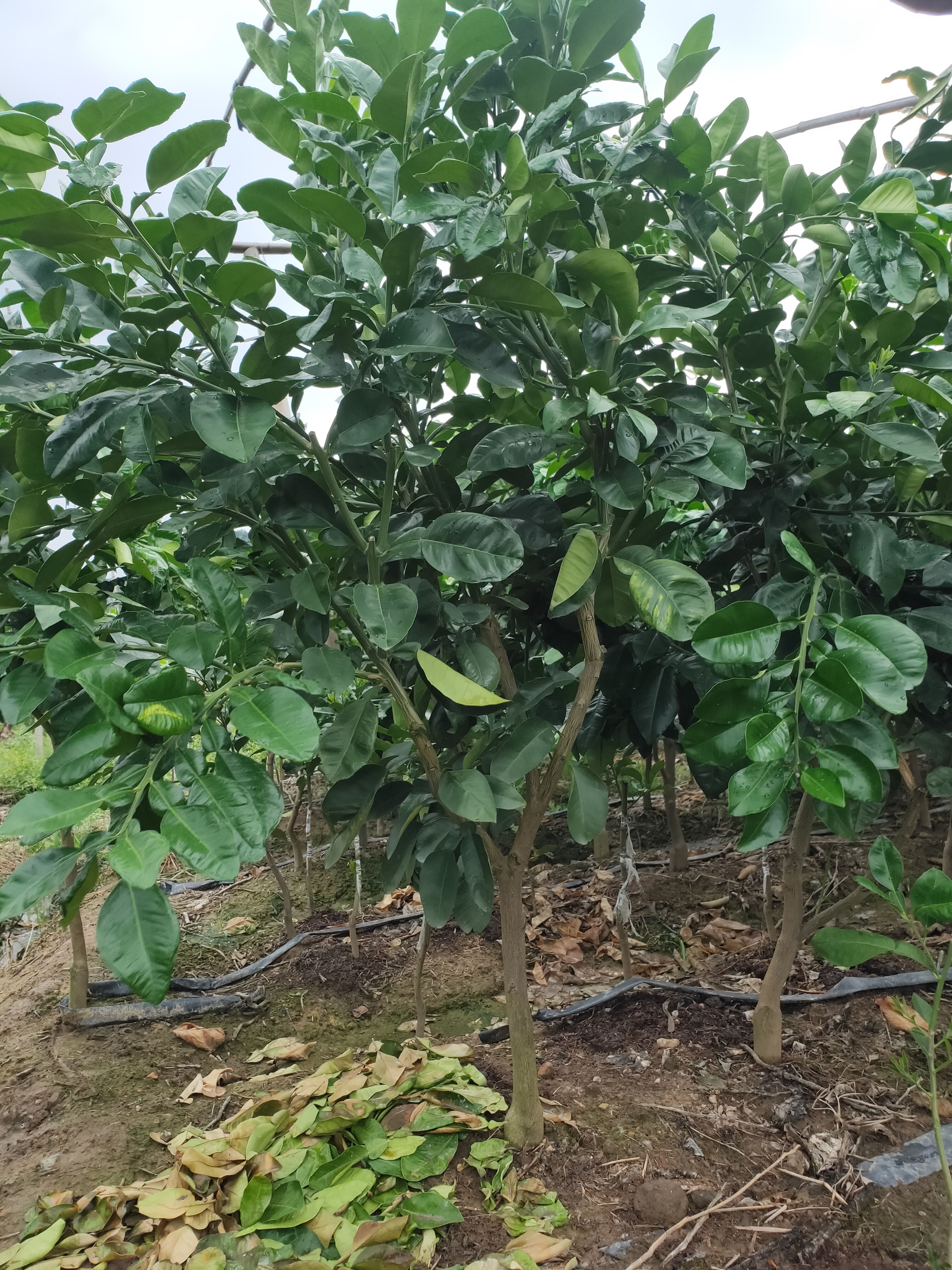 带土球泰国红宝石柚苗，带土球红宝石青柚苗，红宝石柚苗挂果树苗