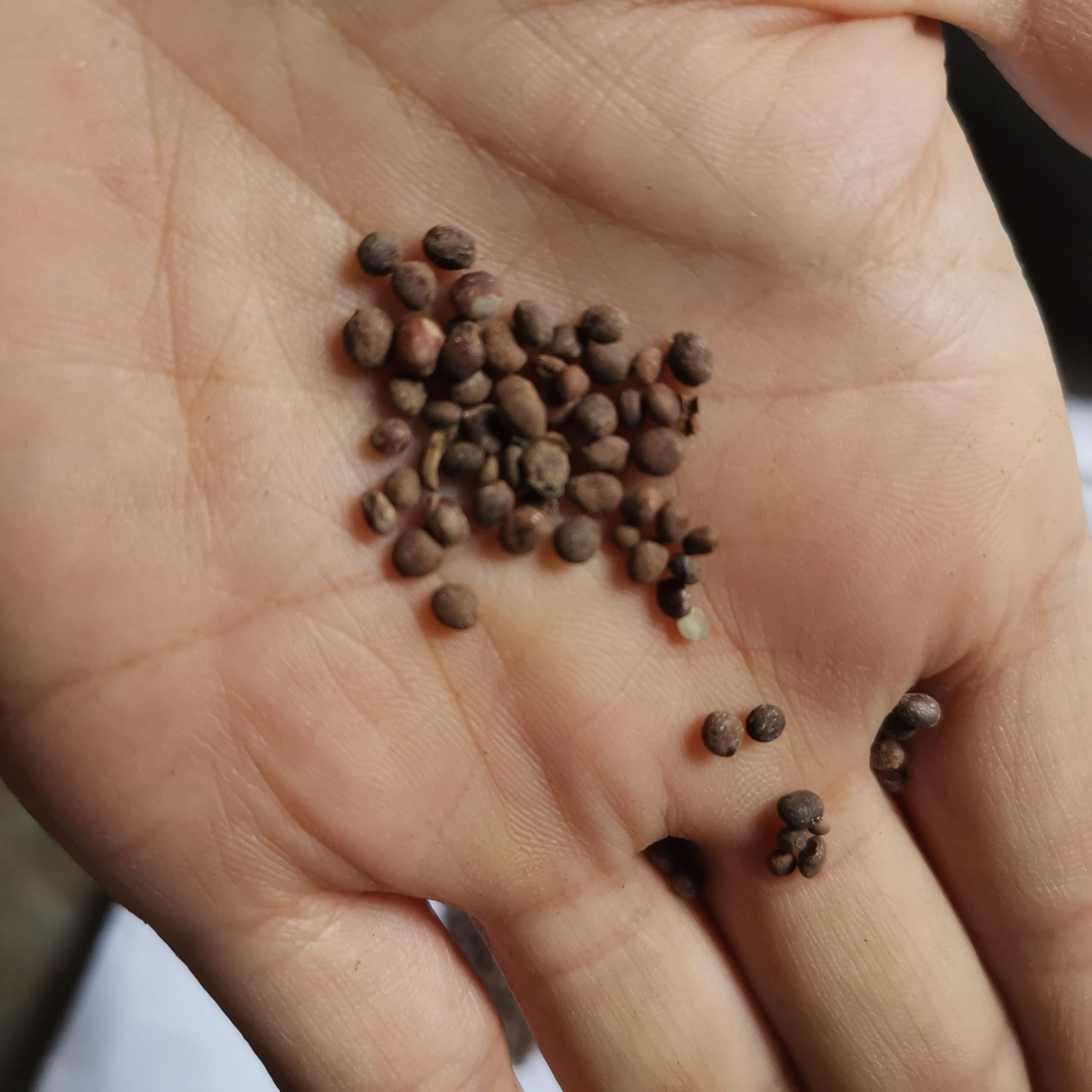 急性子种苗 急性子今年新货干净无杂500克包邮产地直供量大从