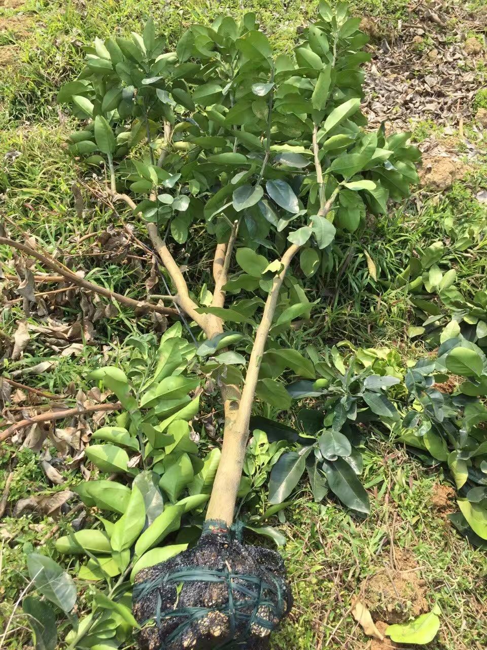 红心柚苗  带土球红肉蜜柚苗挂果苗，红肉红心柚子苗挂果树苗，