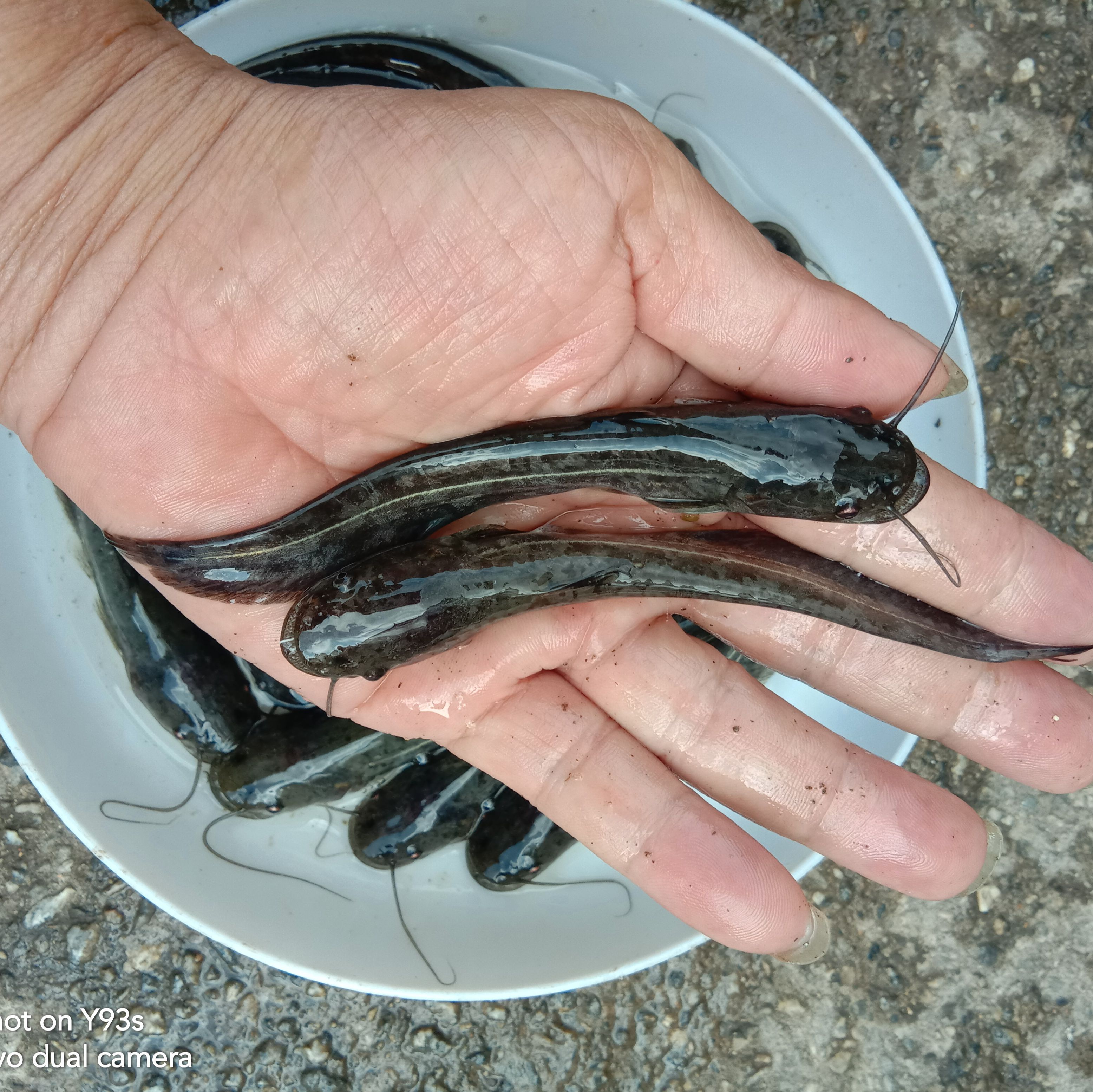 胡子鲶  鲶鱼以鱼仔肉食为主！