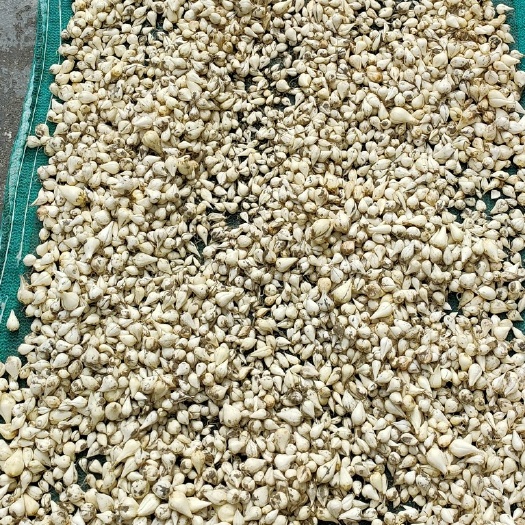 洛扎县藏贝母（海拔4200以上西藏山南贝母）