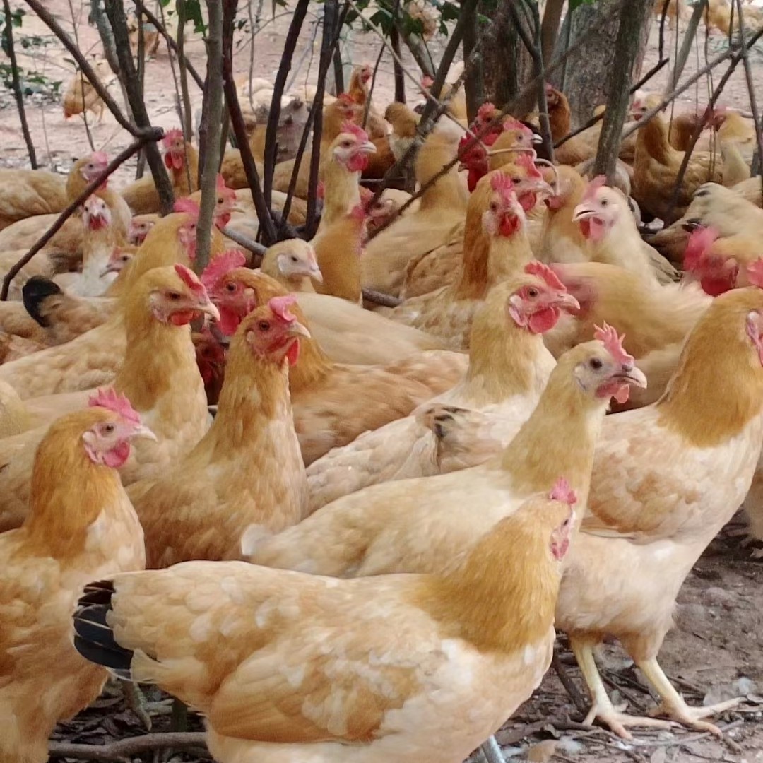 散养土鸡吃什么，关于散养土鸡养殖技术，你知道多少？ - 知乎