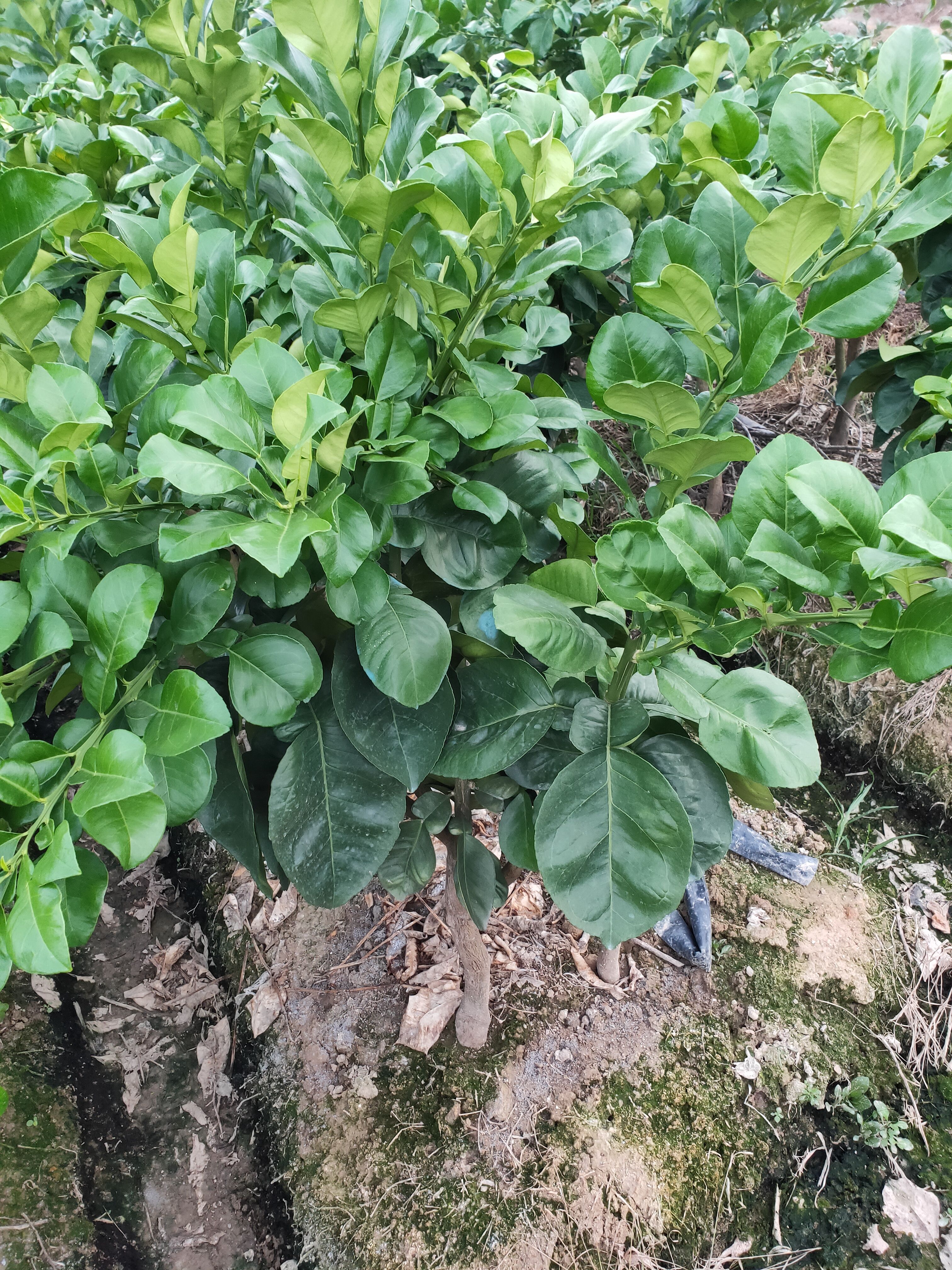 暹罗柚苗  泰国暹罗红柚苗，基地直销，批发出售，泰国红柚苗