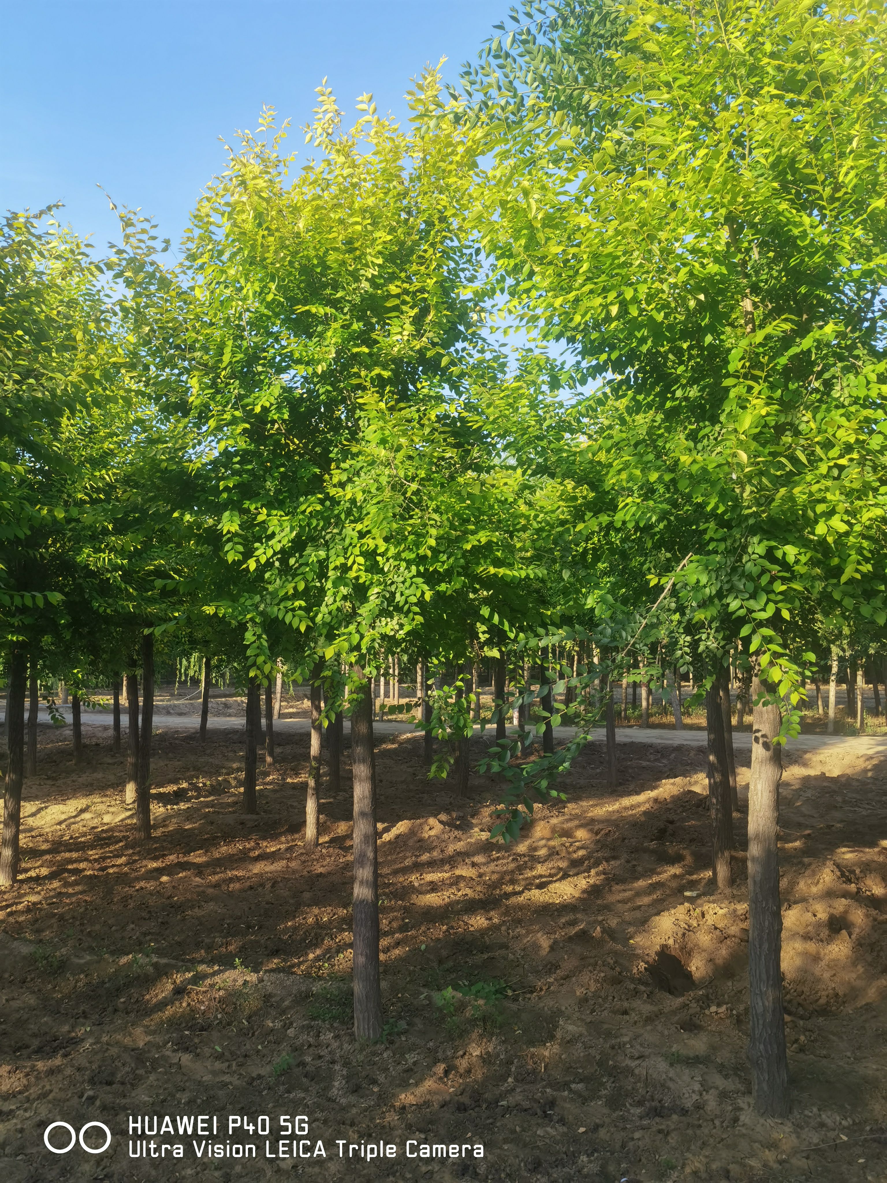 自家苗木一手货源10-12公分金叶榆2000棵便宜出售，