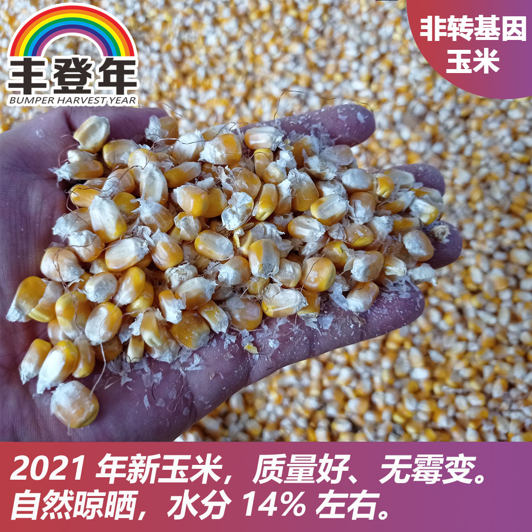 新上市干玉米产地直供（食用、饲料，毛粮）