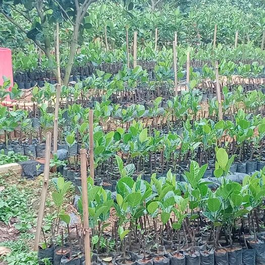 儋州市马来西亚一号菠萝蜜苗 马来西亚1号、泰八菠萝蜜树苗两万余株
