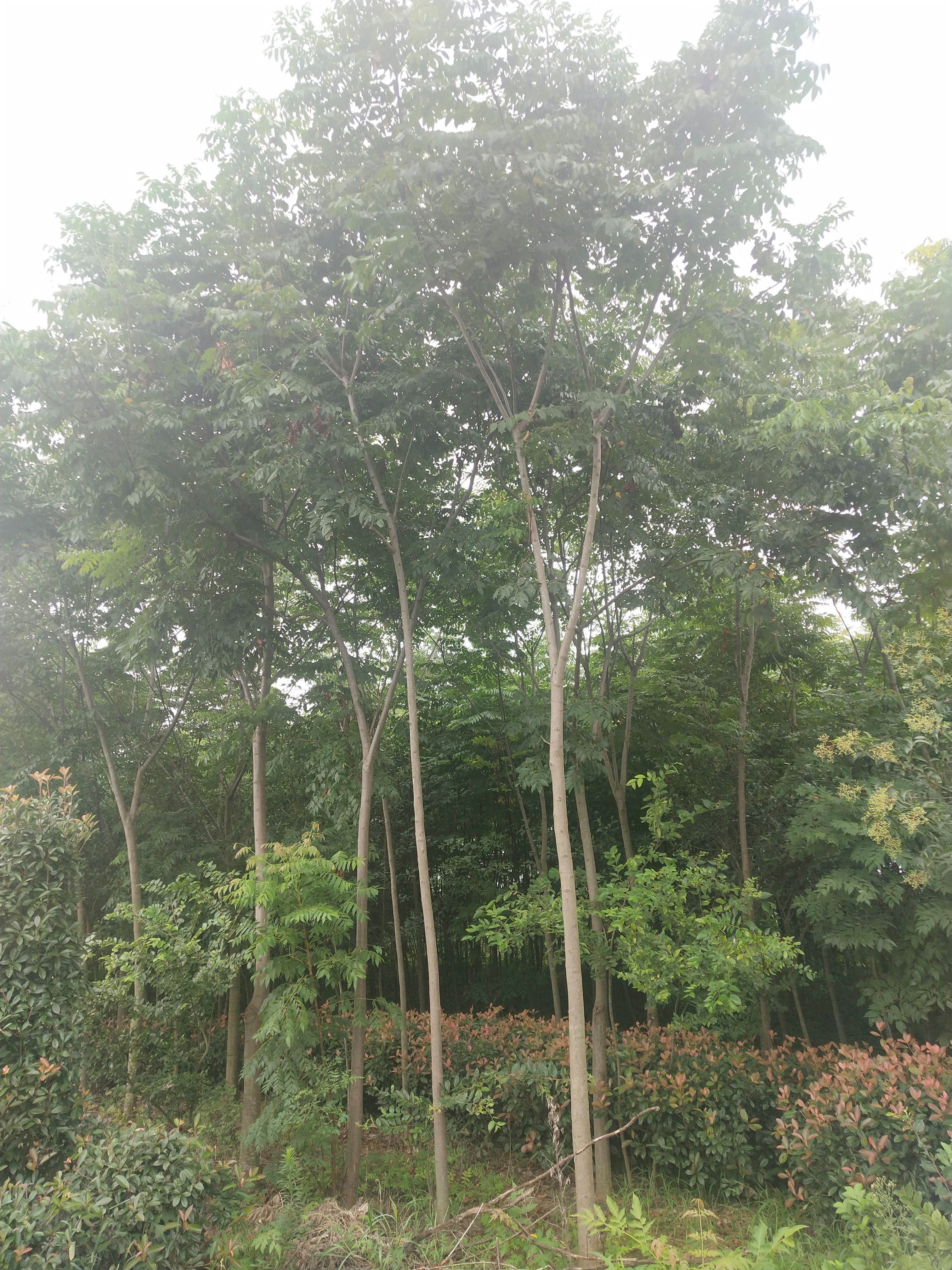 黄山栾树  栾树，2－12公分，价格便宜