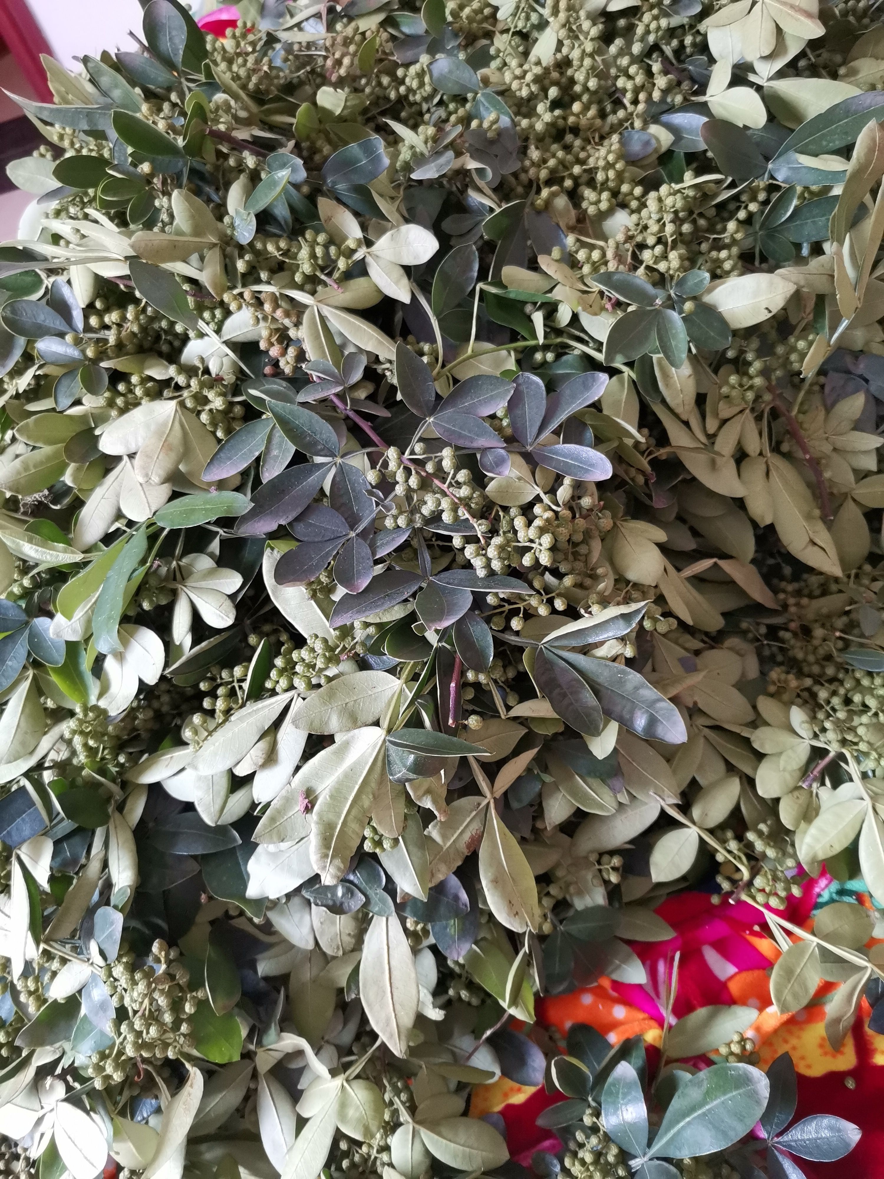 大凉山雷波青花椒