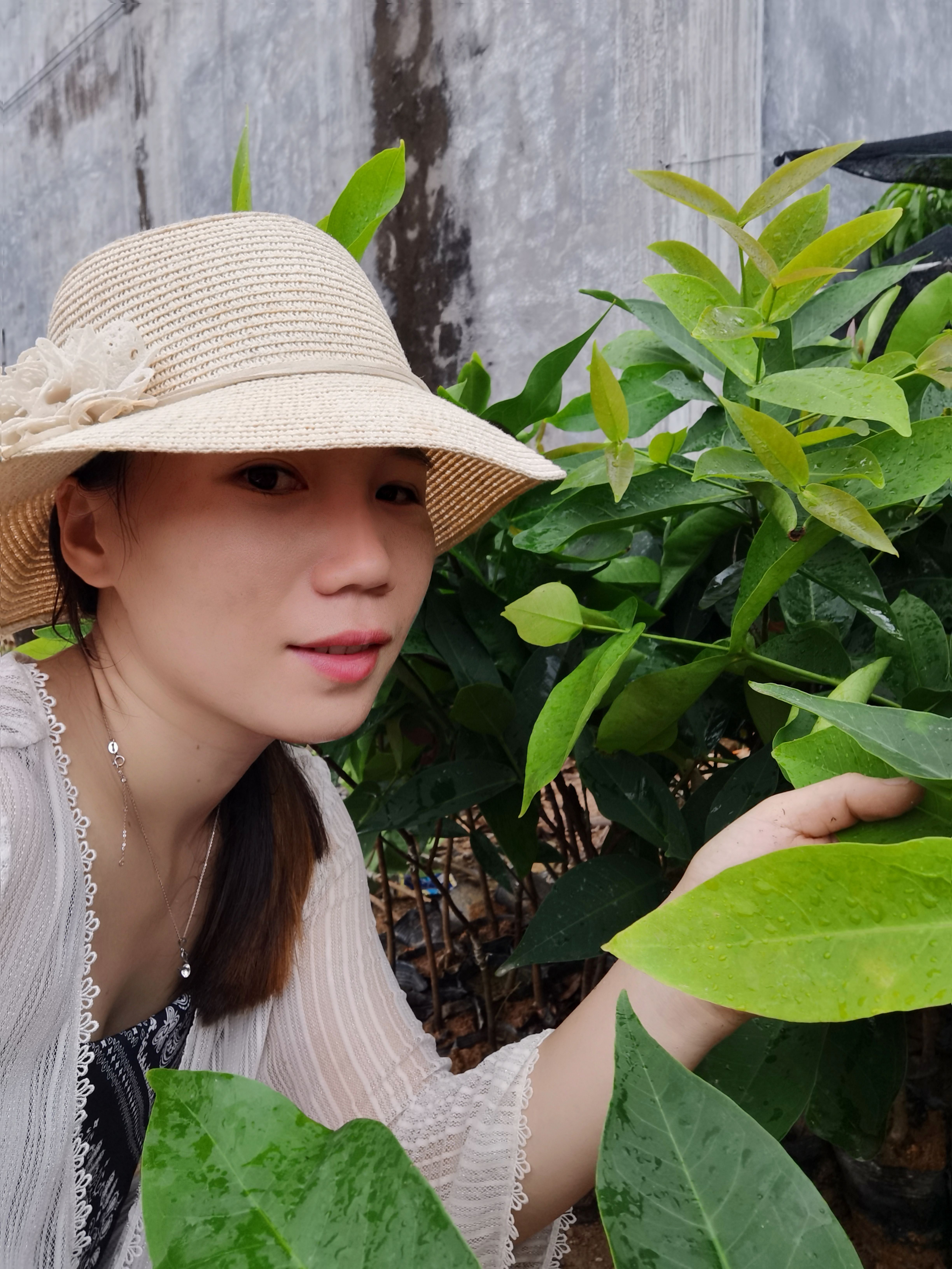 黑金刚莲雾苗  黑金刚莲雾，果子脆甜，水分多补水效果好