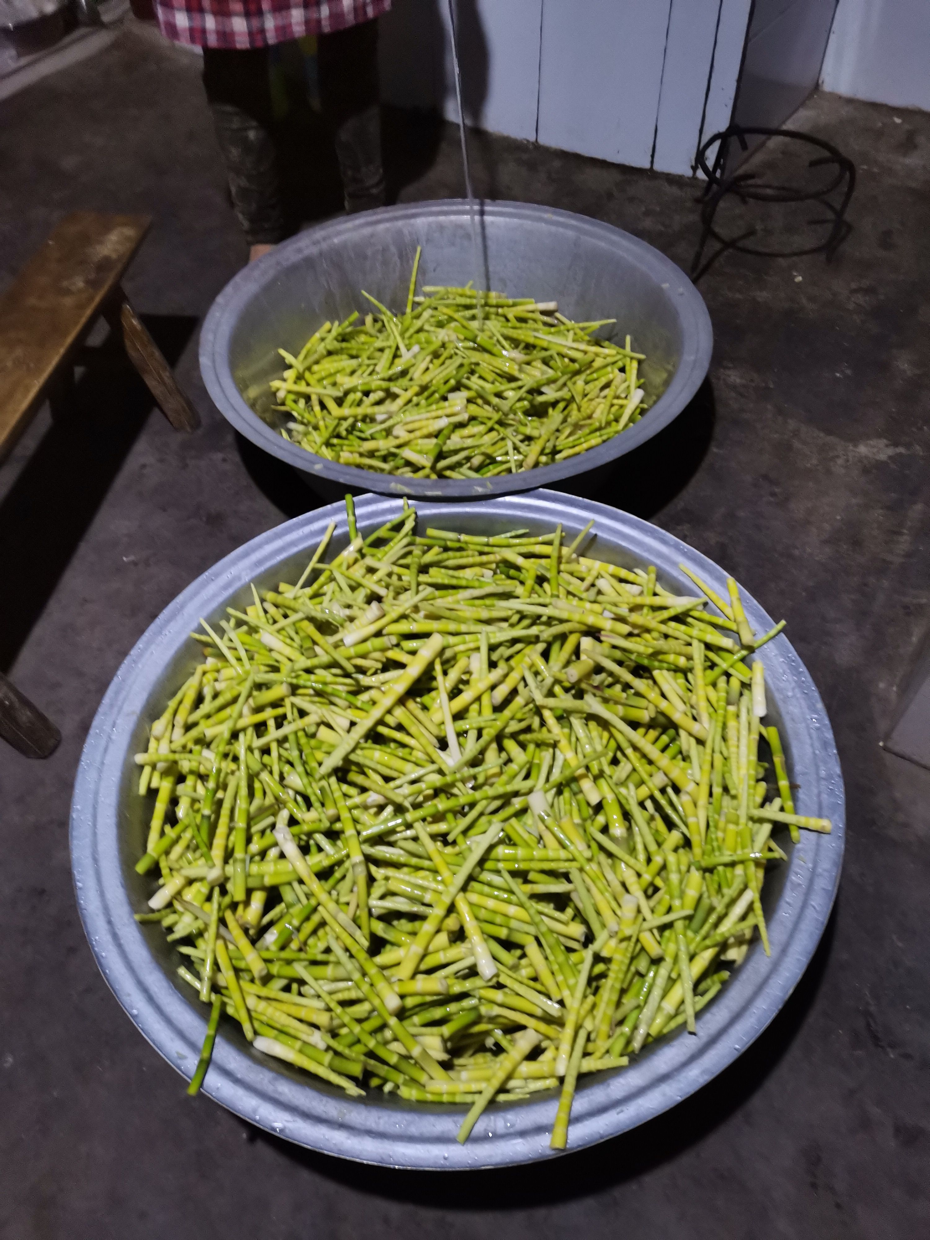 大凉山雷波深山罗汉笋