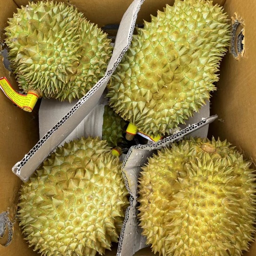 昆明金枕榴莲 泰国金枕  巴掌 长柄