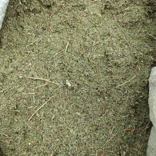 道县 青蒿