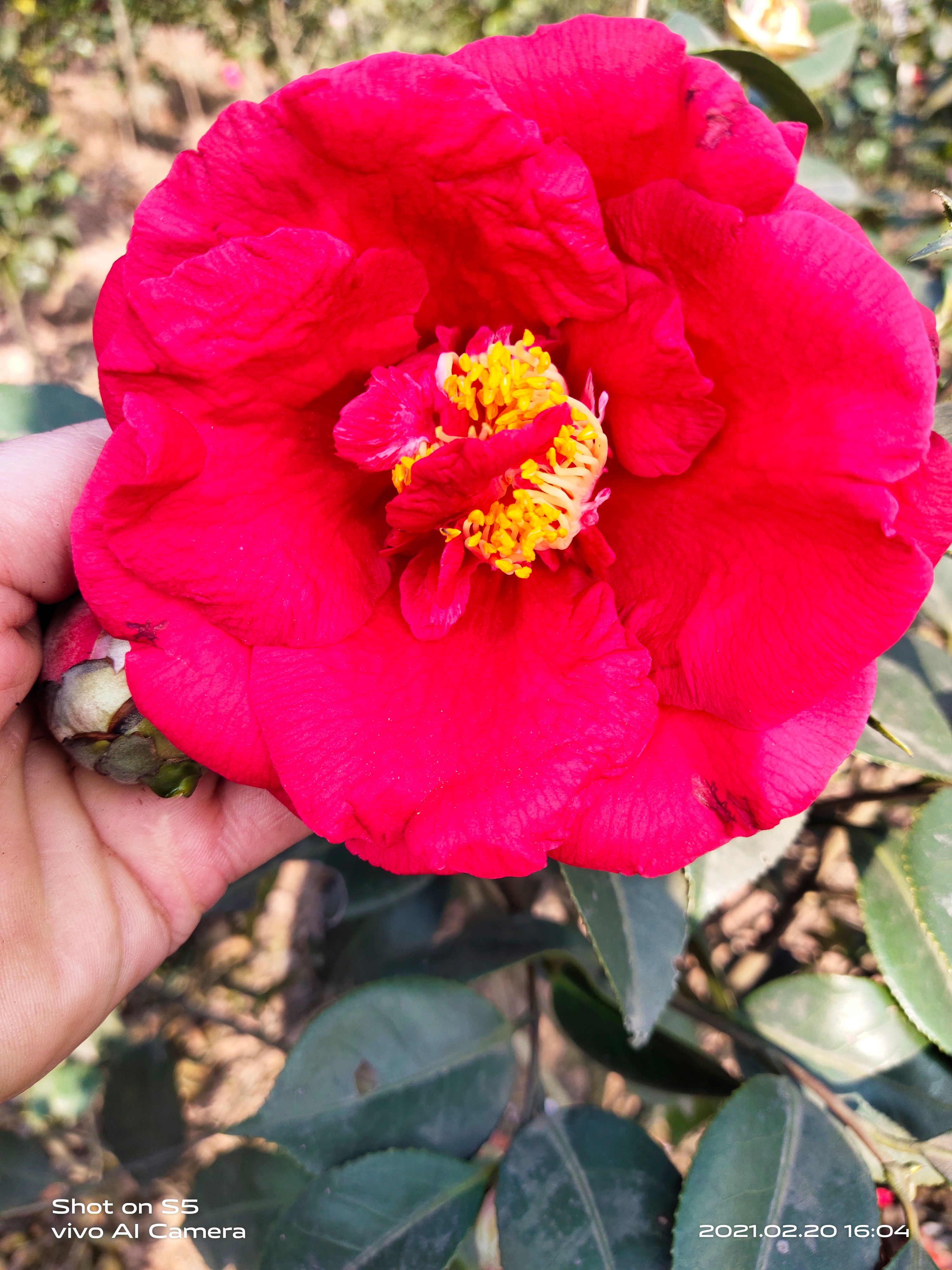 茶花树  12公分茶花。