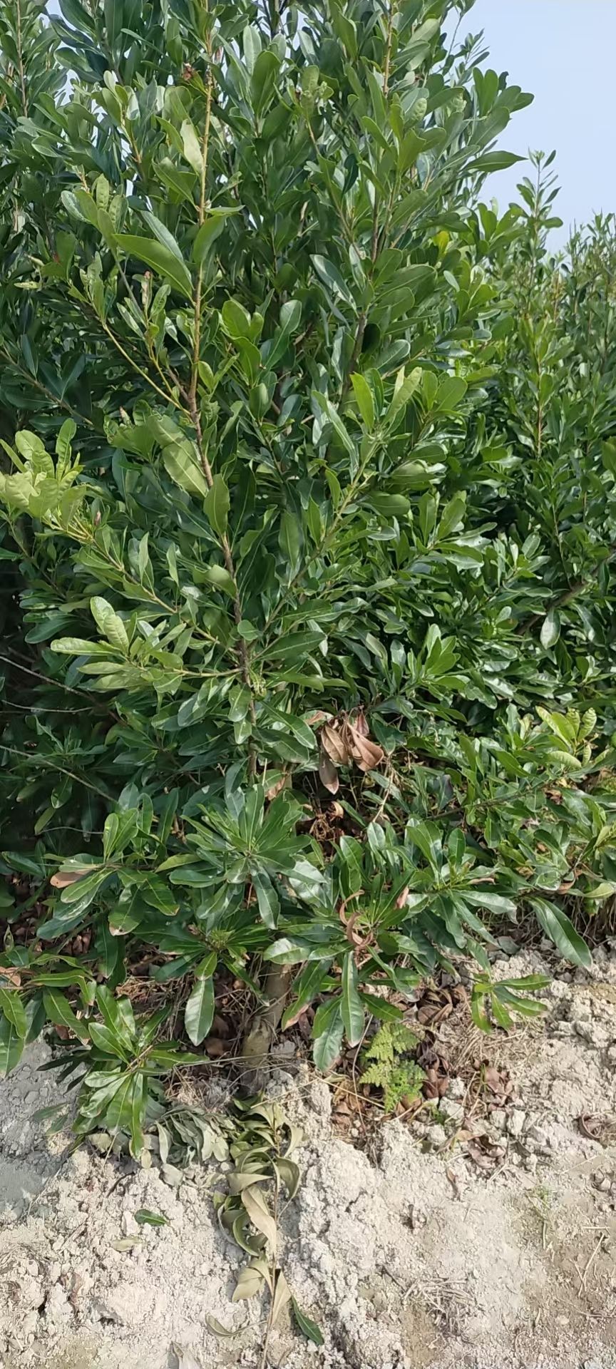 杨梅树 杨梅假植苗