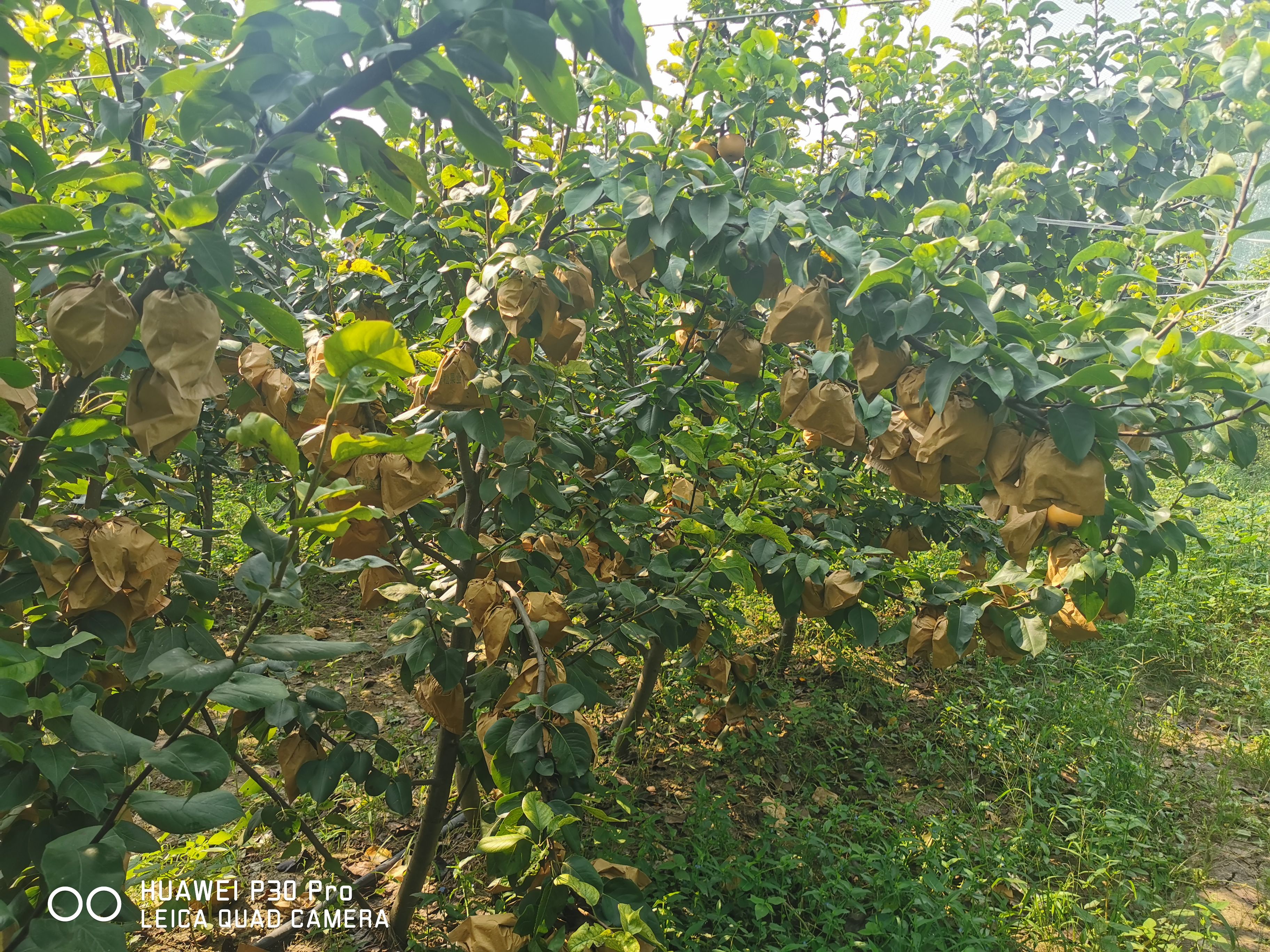  村村宝秋月梨原产地直供